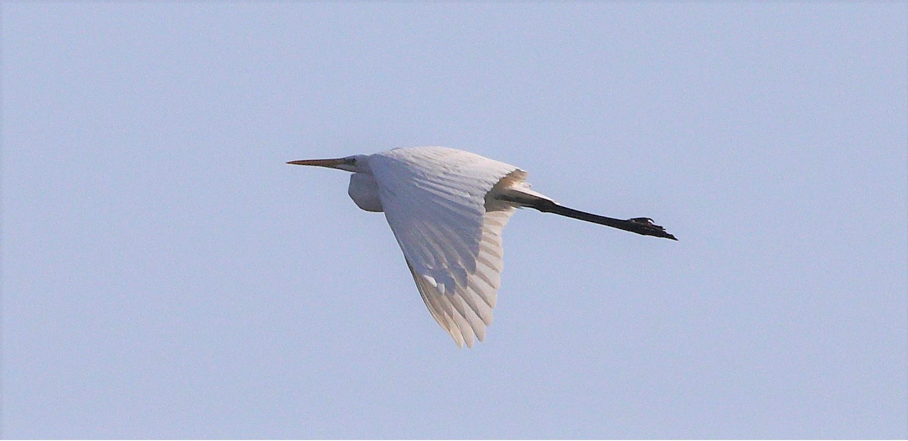 major white 31-01-2022