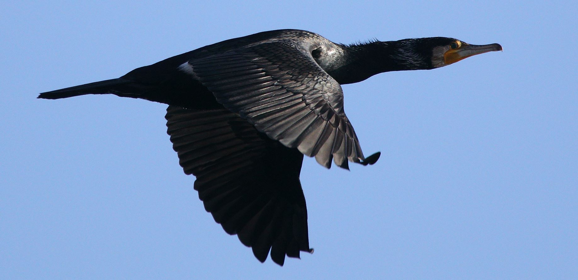 cormorant 31-01-2022