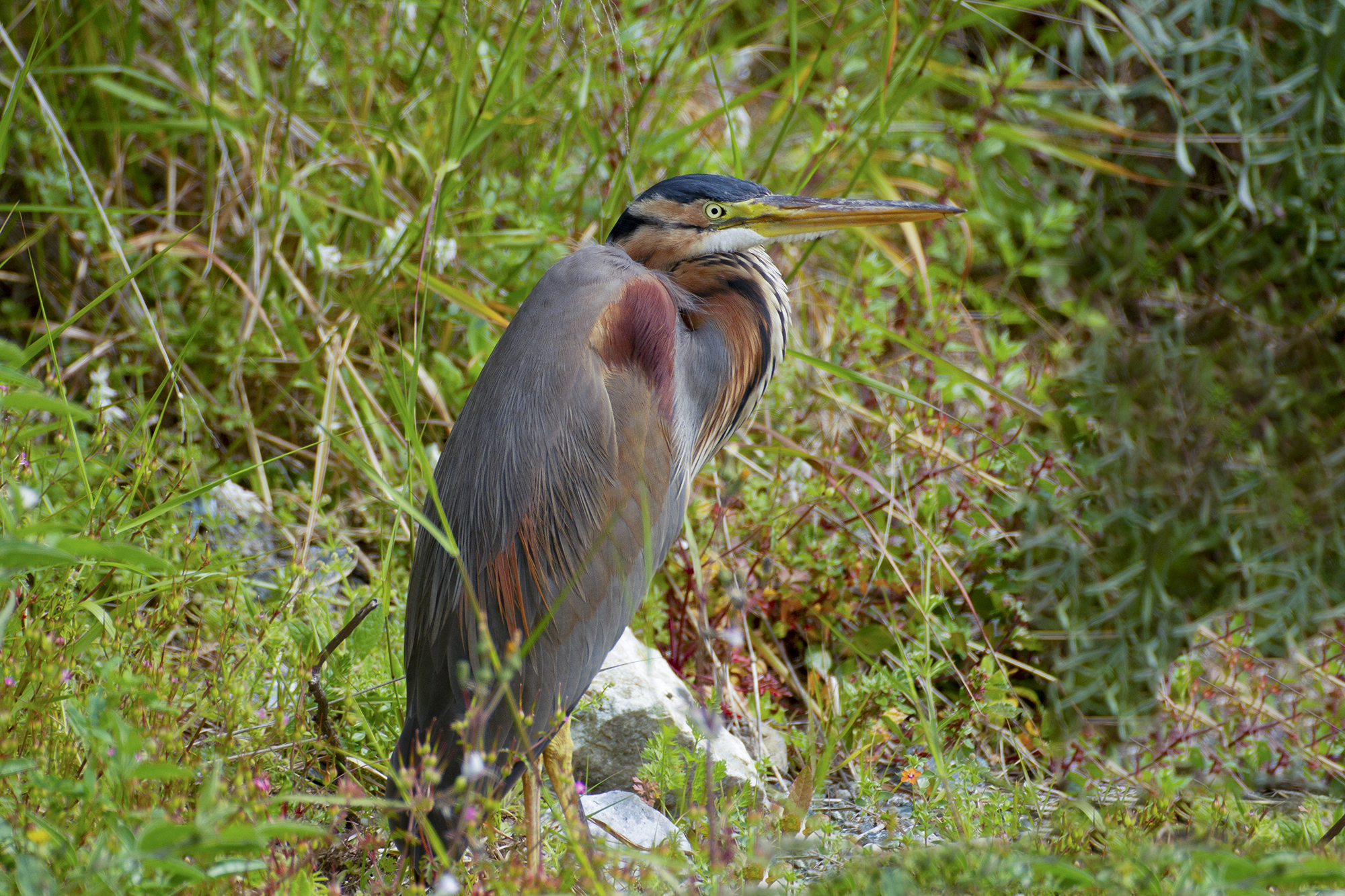 airone rosso, liguria