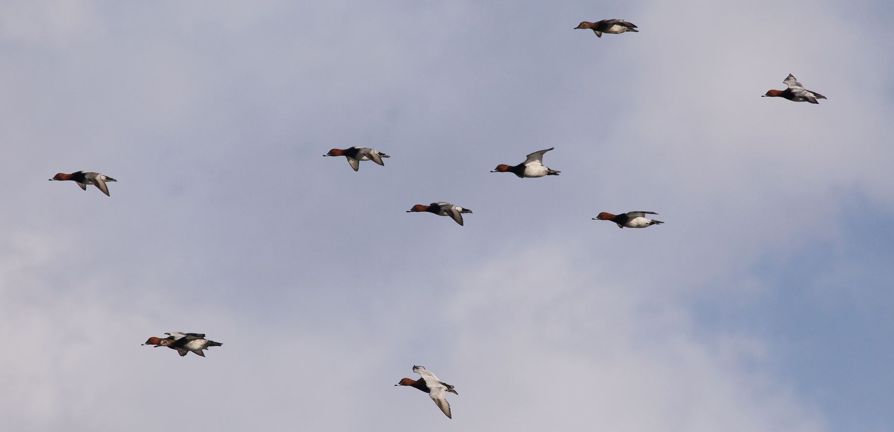 moriglioni in flight 31-01-2022