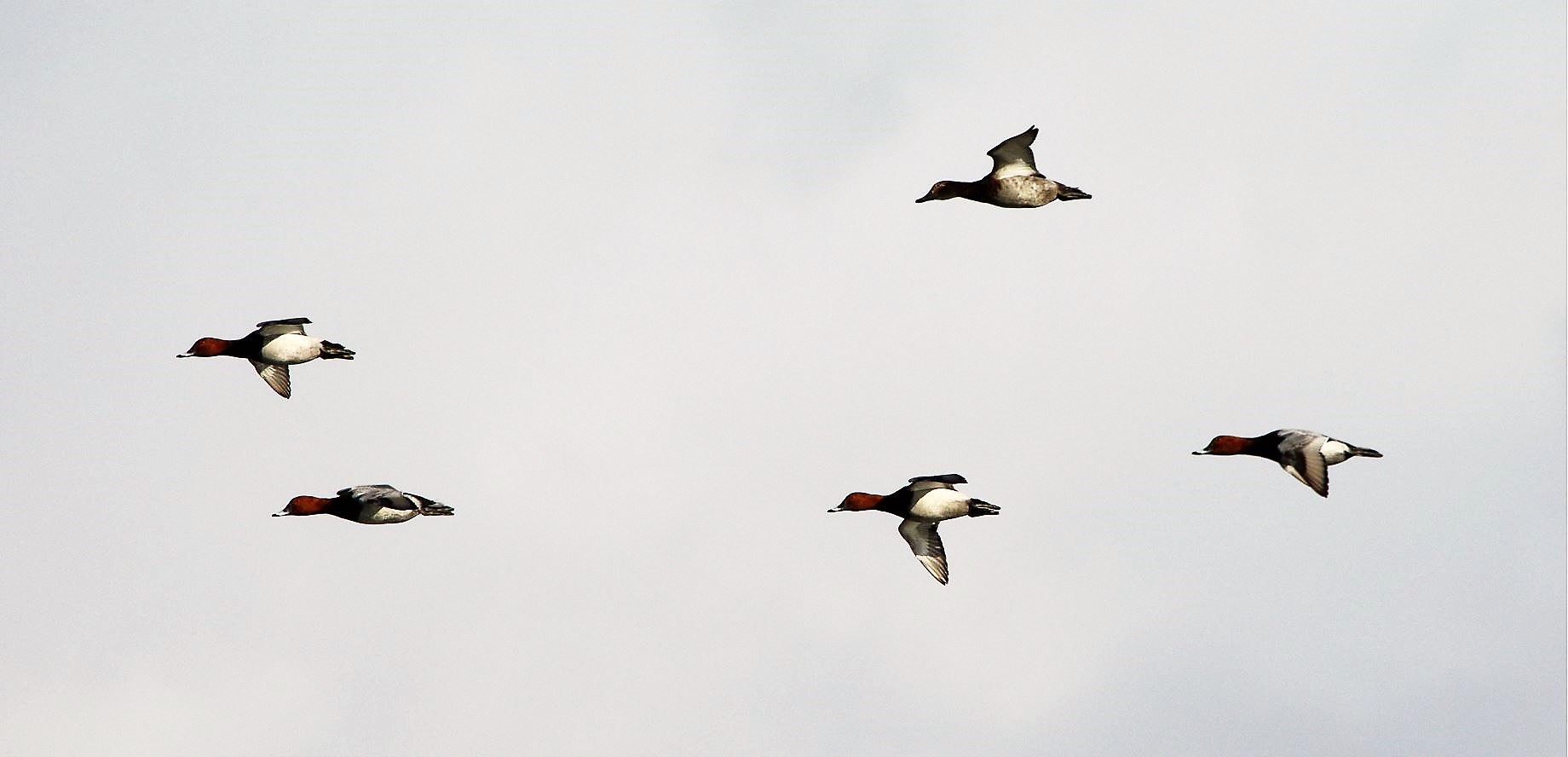 moriglioni in flight 31-01-2022