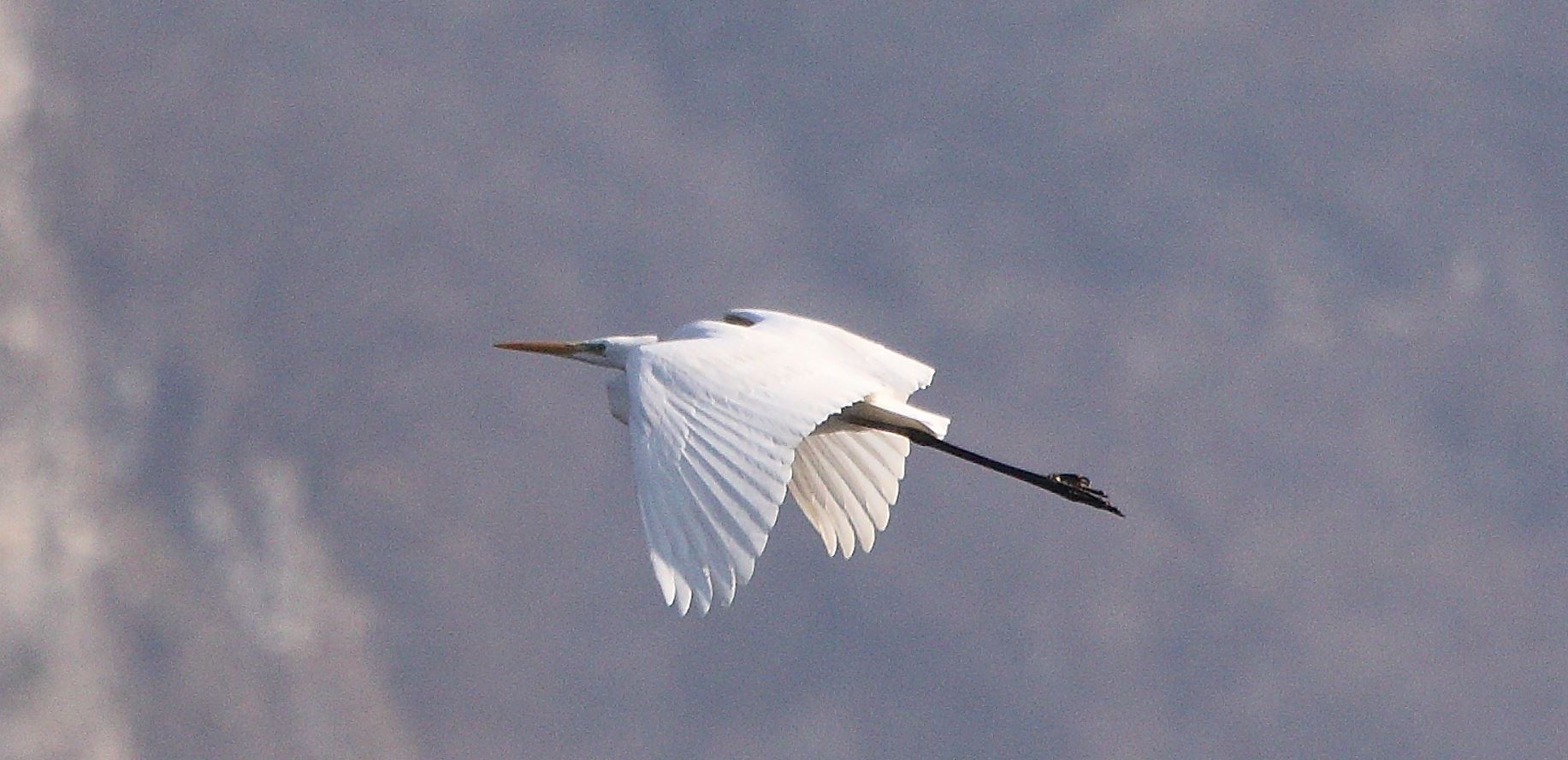 major white 31-01-2022