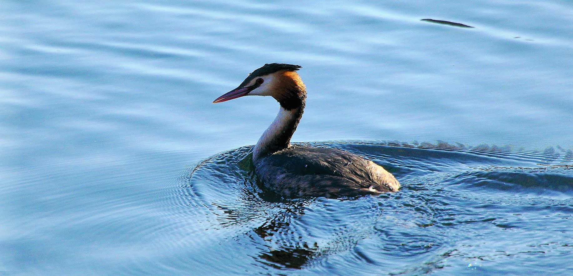 grebe 31-01-2022