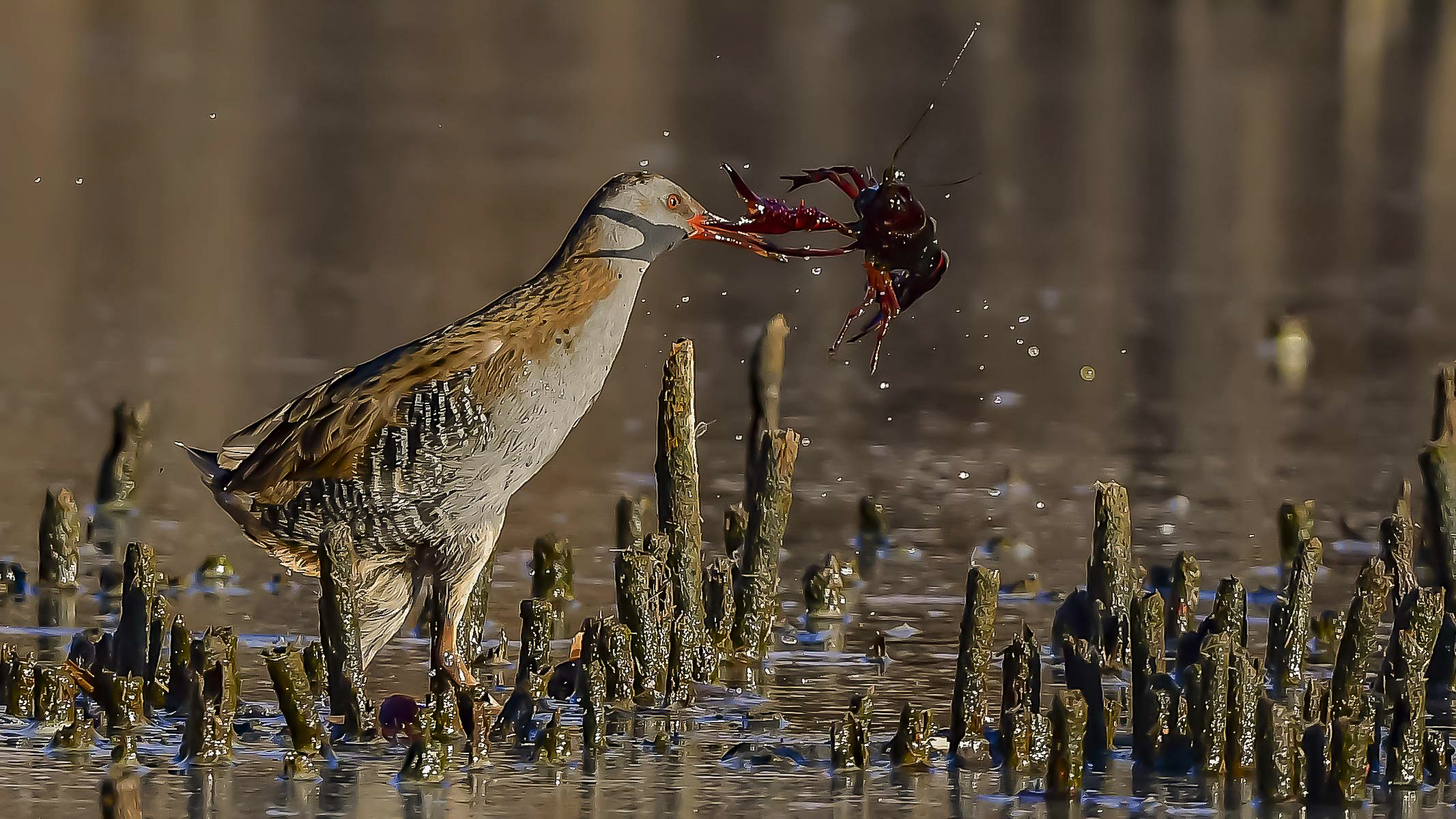 Porciglione e il Gambero rosso !!