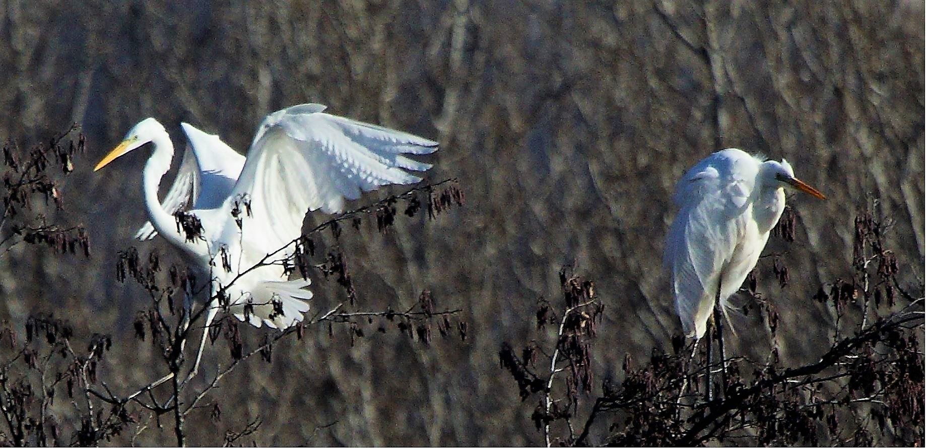 major white 31-01-2022