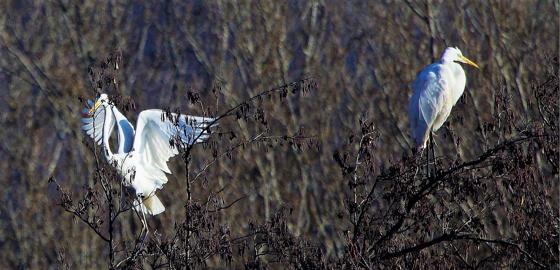 major white 31-01-2022