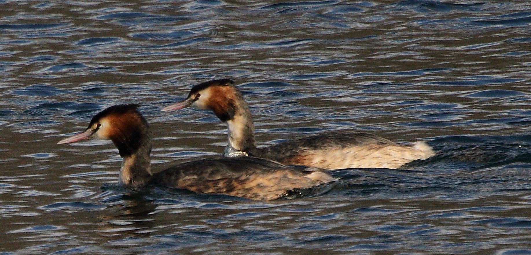 grebes 31-01-2022