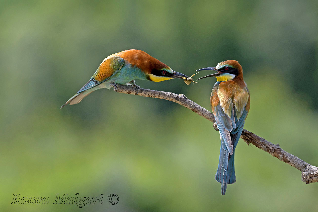 Bee-eater