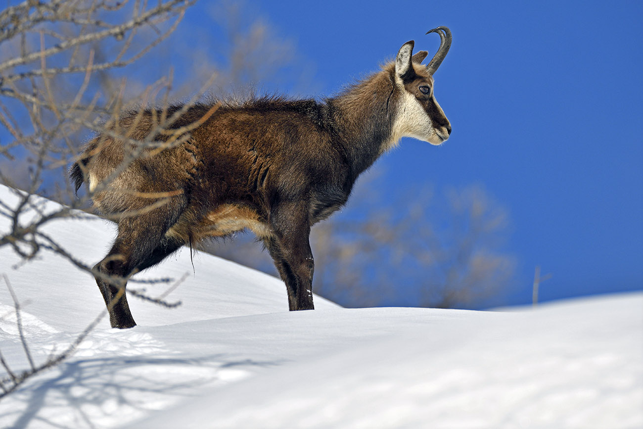 Chamois