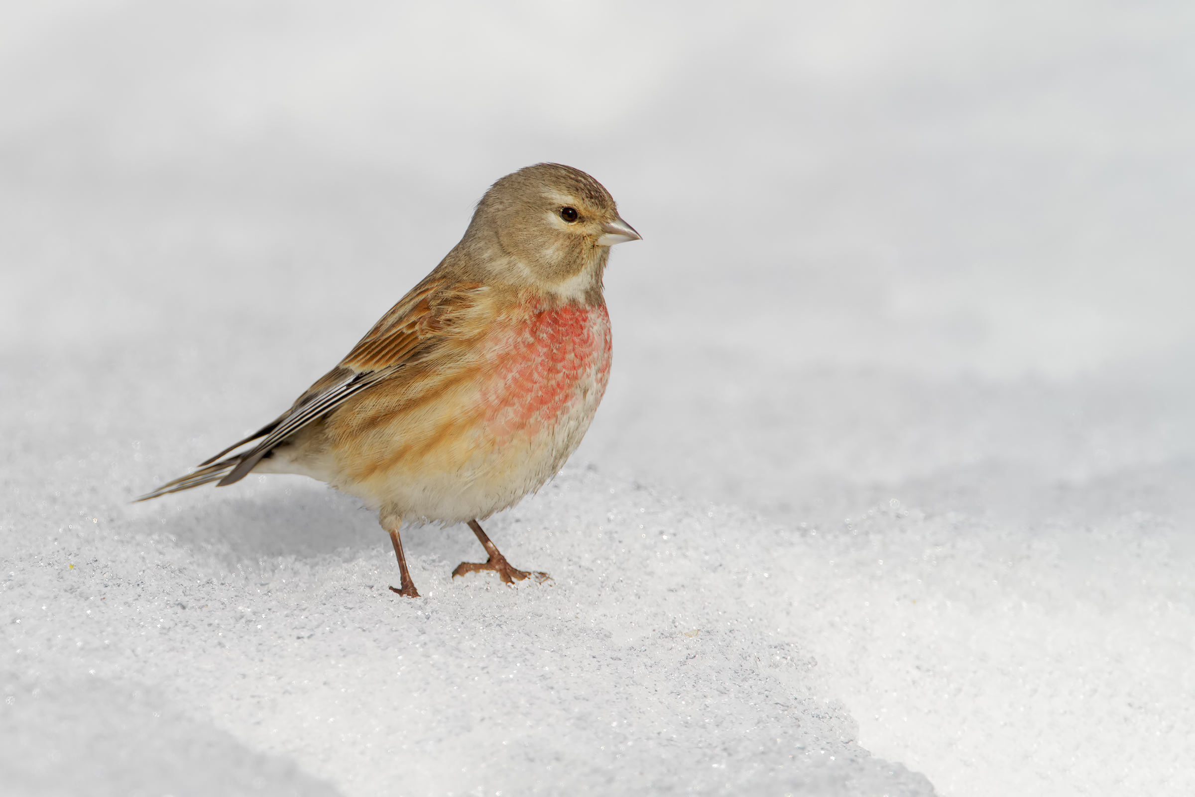 Linnet
