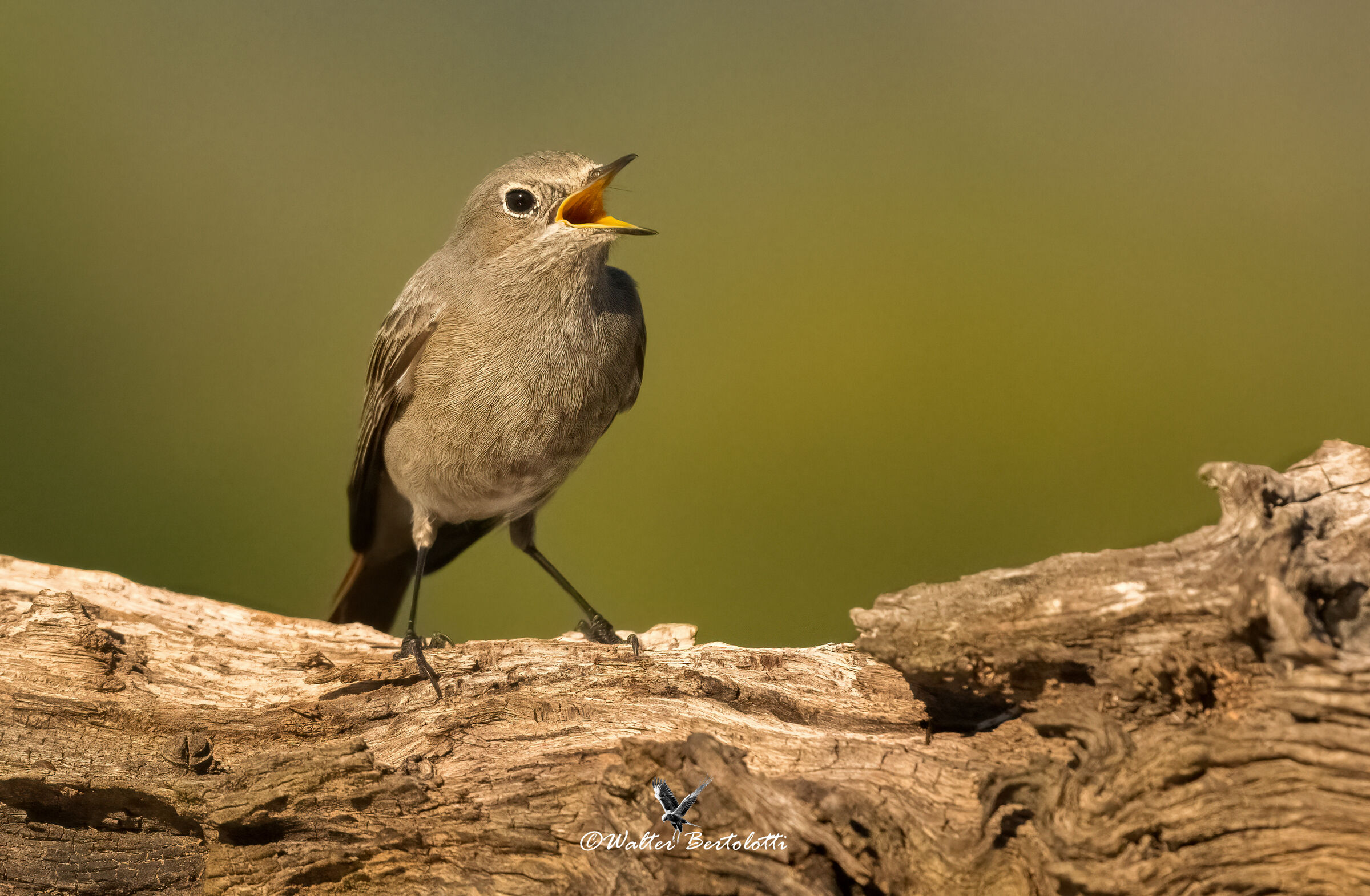 codirosso spazzacamino (f)