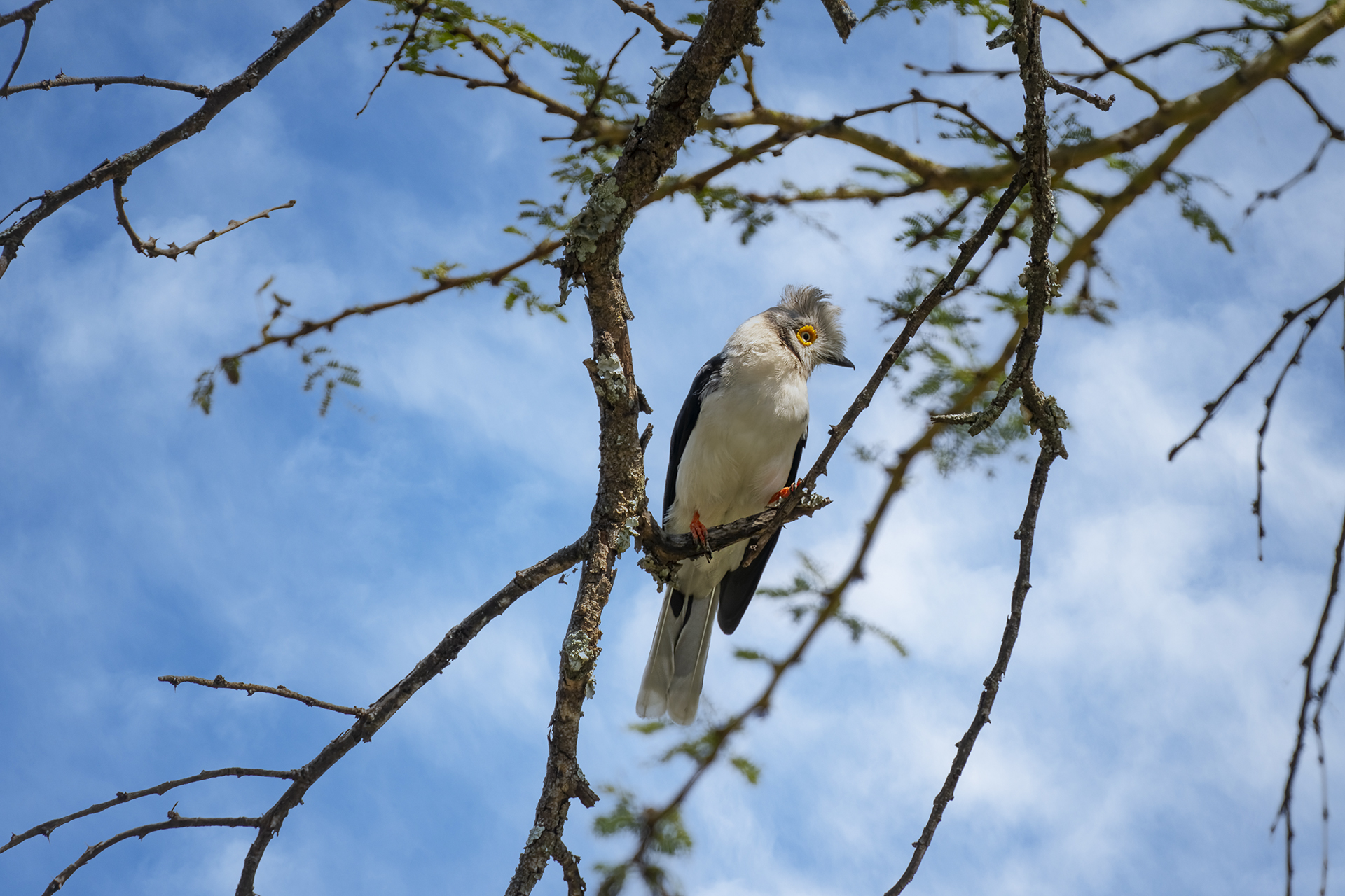 Elmo crestato bianco Shrike