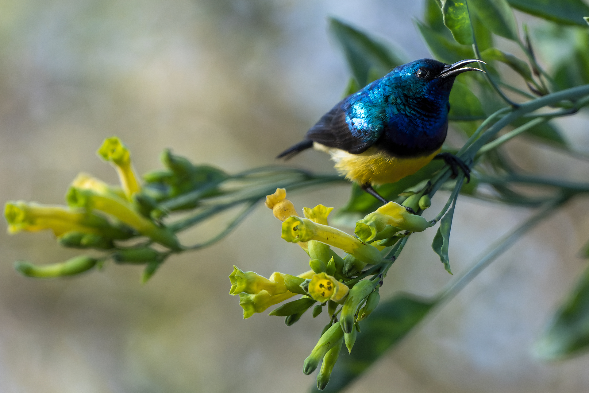 Sunbird