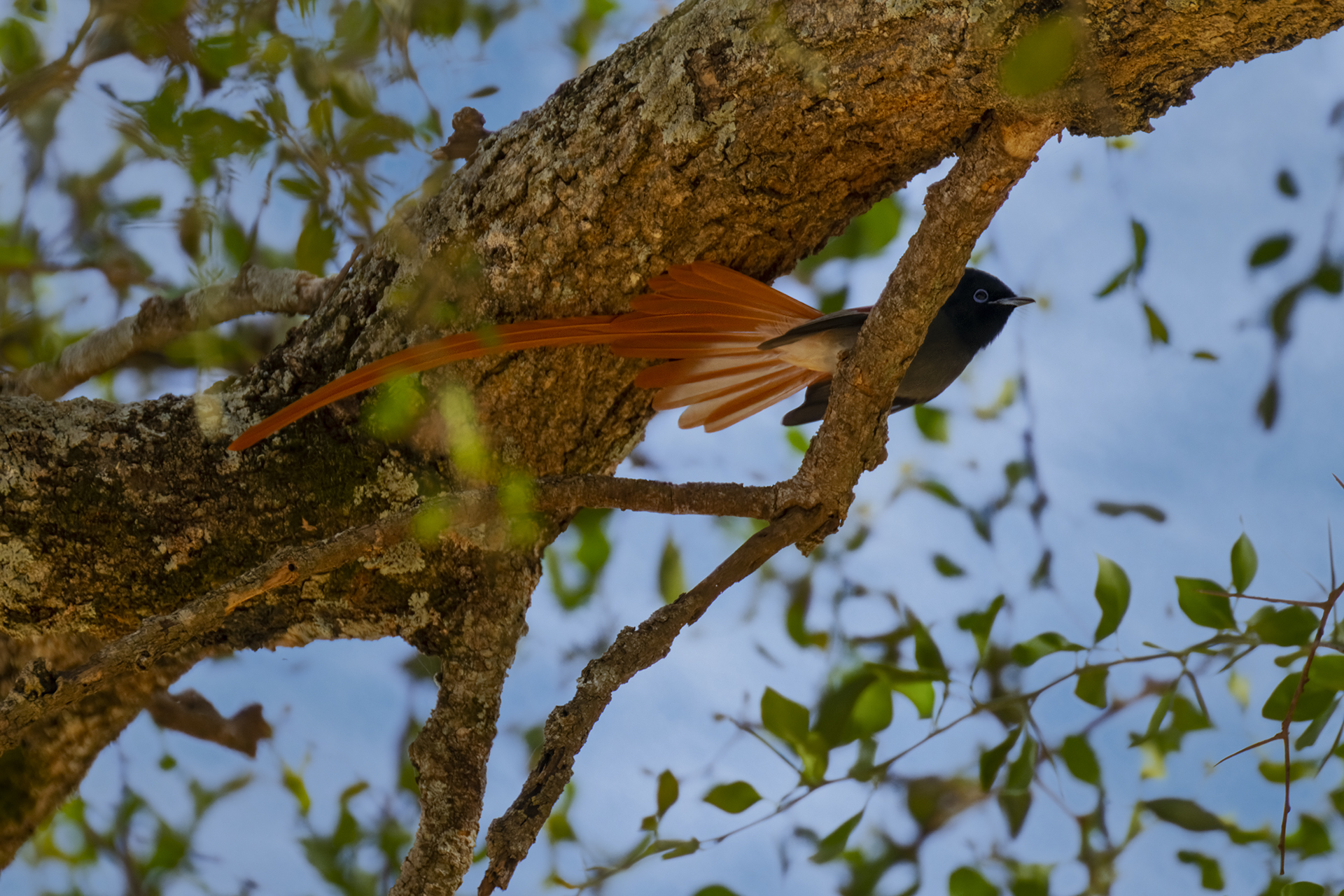 Pigliamosche paradiso africano