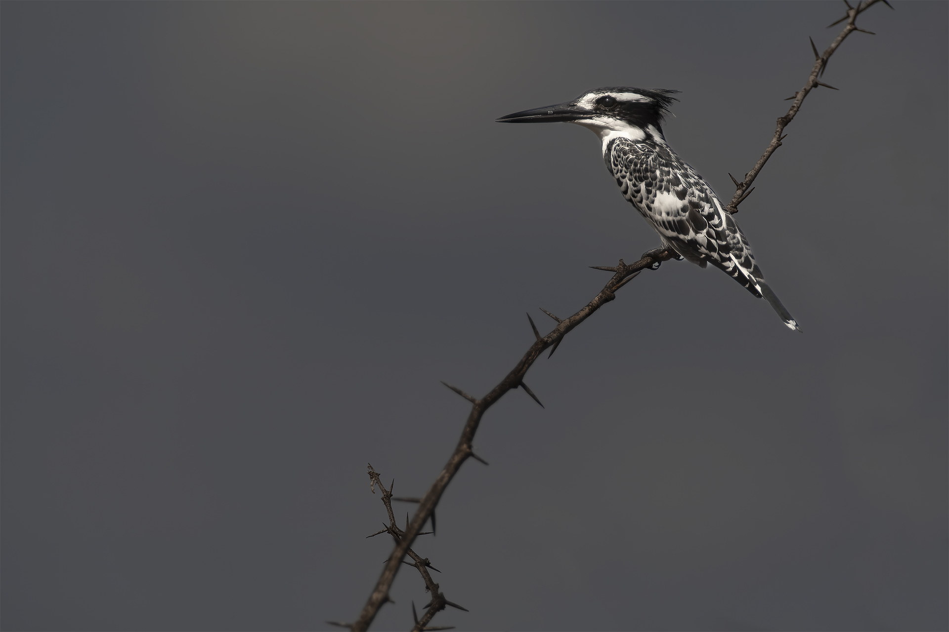 Martin pescatore pifferaio