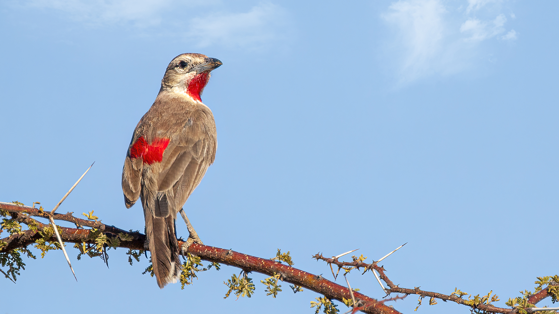 Rosy rattoppato Bush Shrike