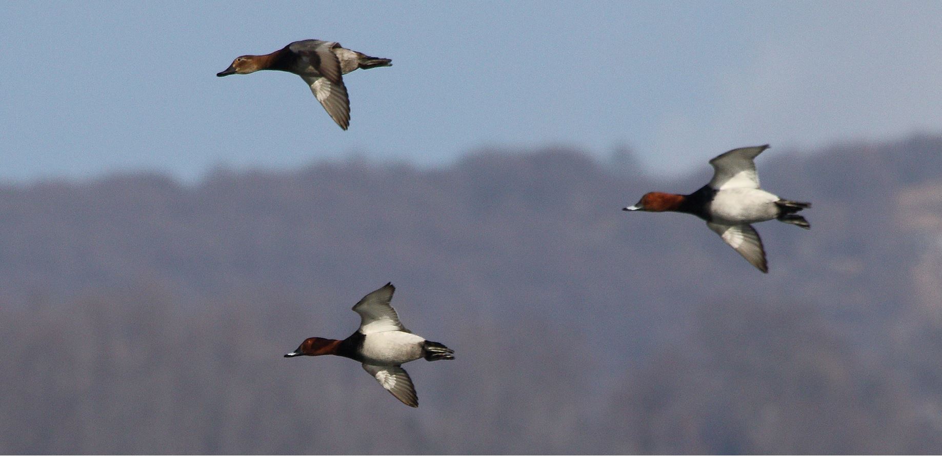 moriglioni in flight 31-01-2022
