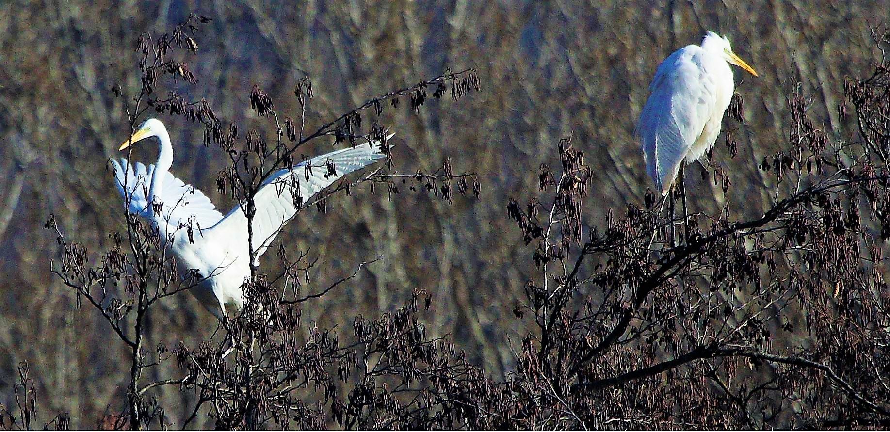 major white 31-01-2022