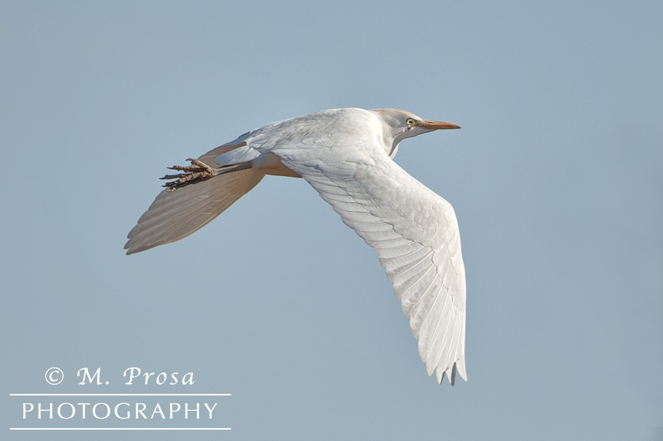 Airone Guardiabuoi (Bubulcus Ibis)
