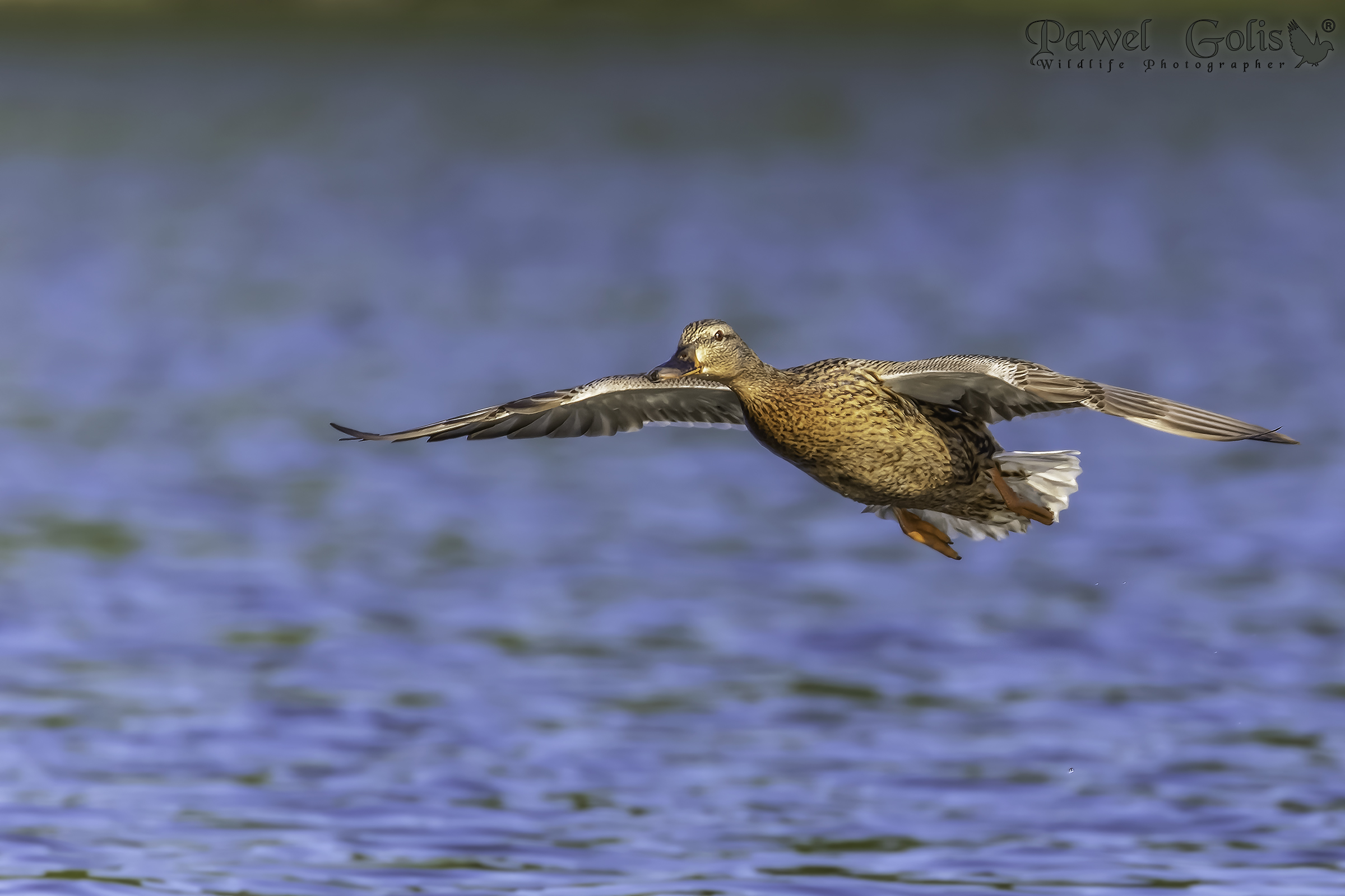 Germano reale (Anas platyrhynchos)