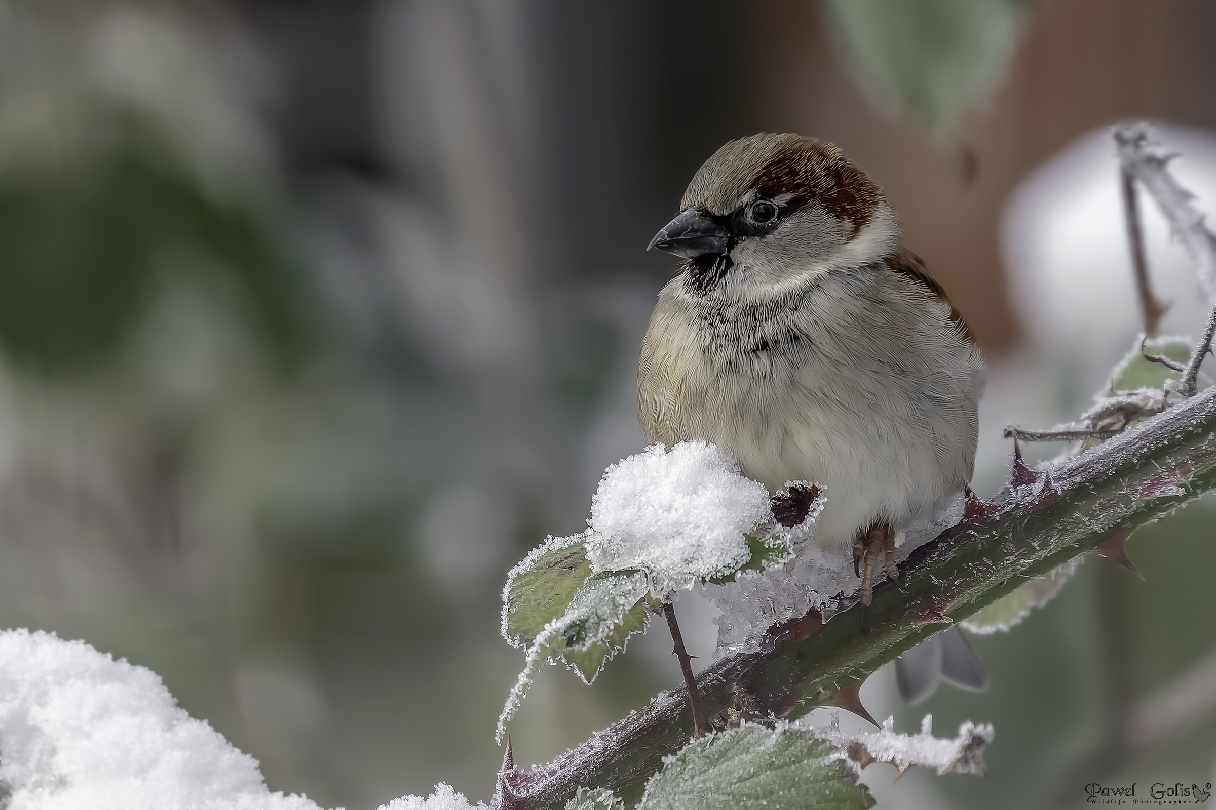 Passero domestico (Passer domesticus)