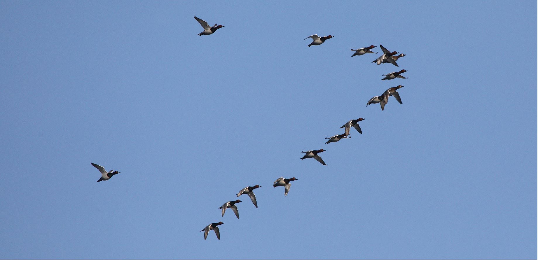 moriglioni in flight 31-01-2022