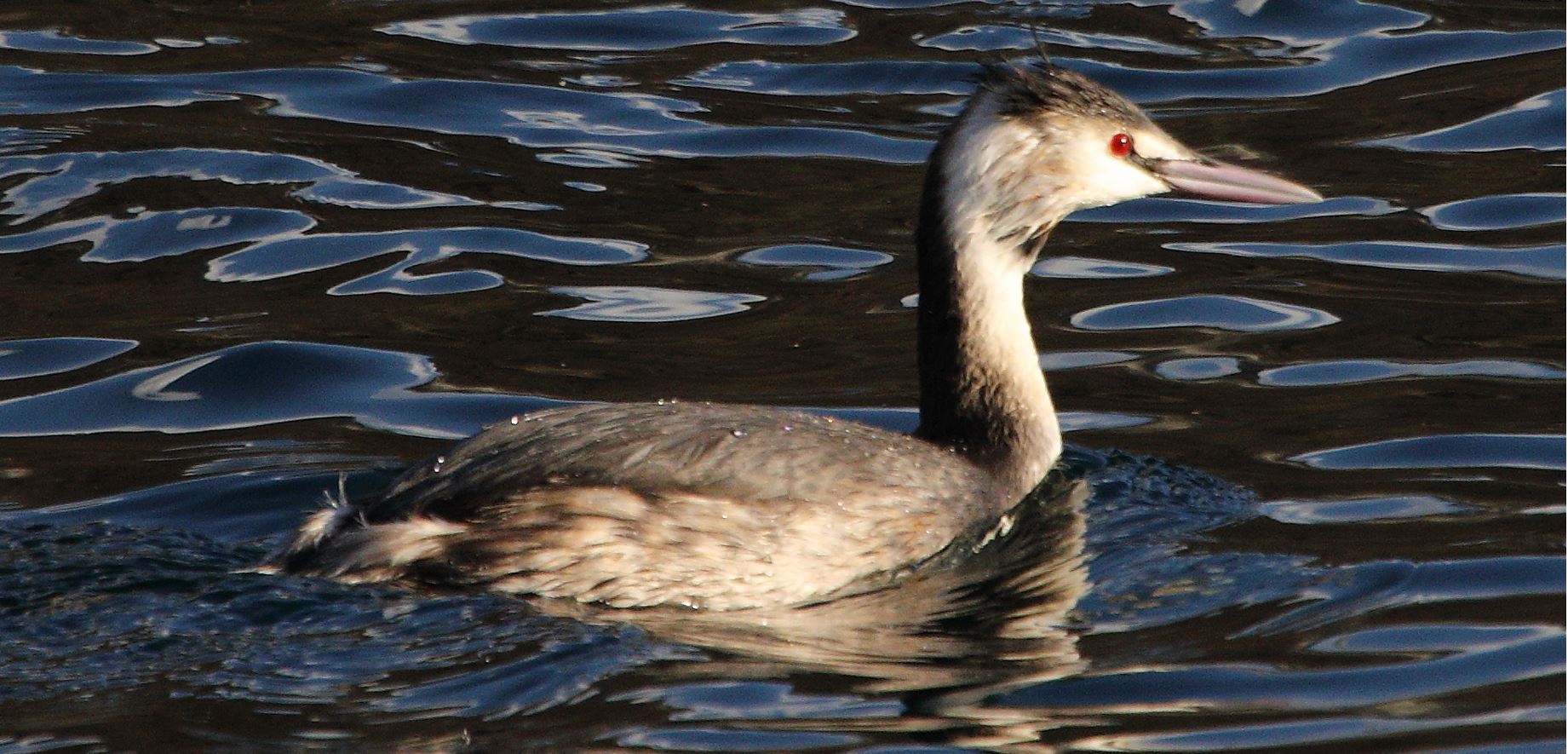 grebe 31-01-2022