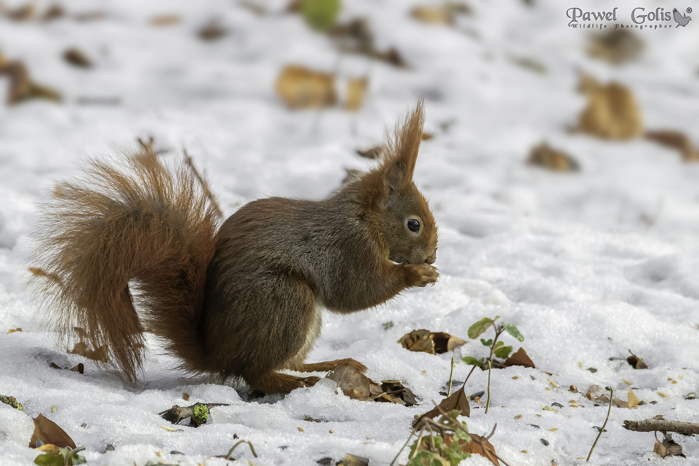 Scoiattolo rosso (Sciurus vulgaris)