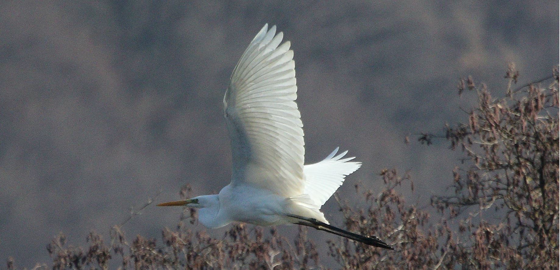 major white 31-01-2022