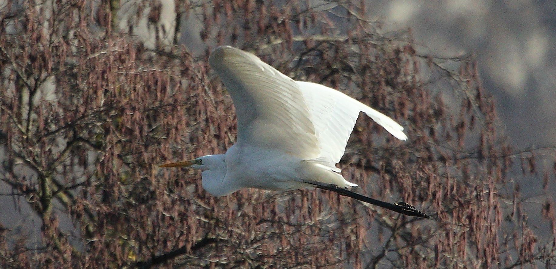 major white 31-01-2022