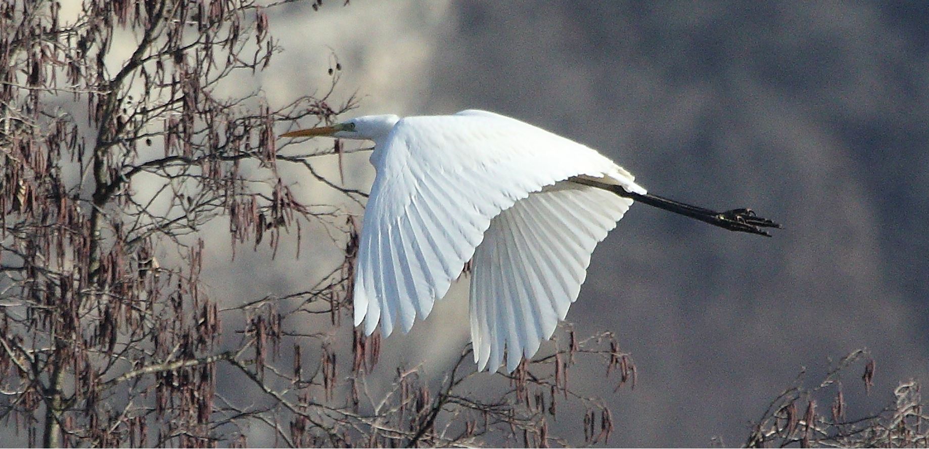 major white 31-01-2022