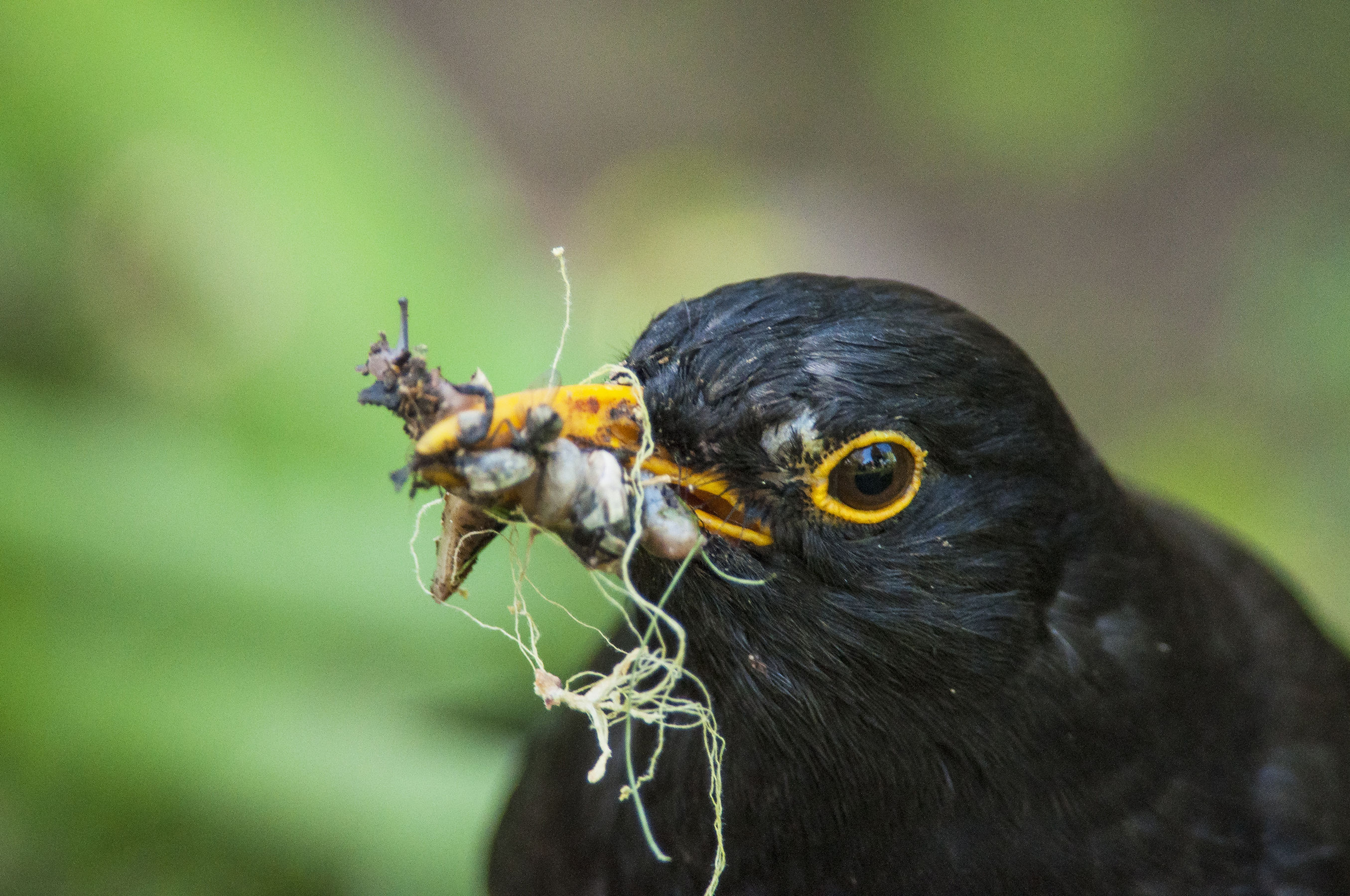 blackbird with lunch