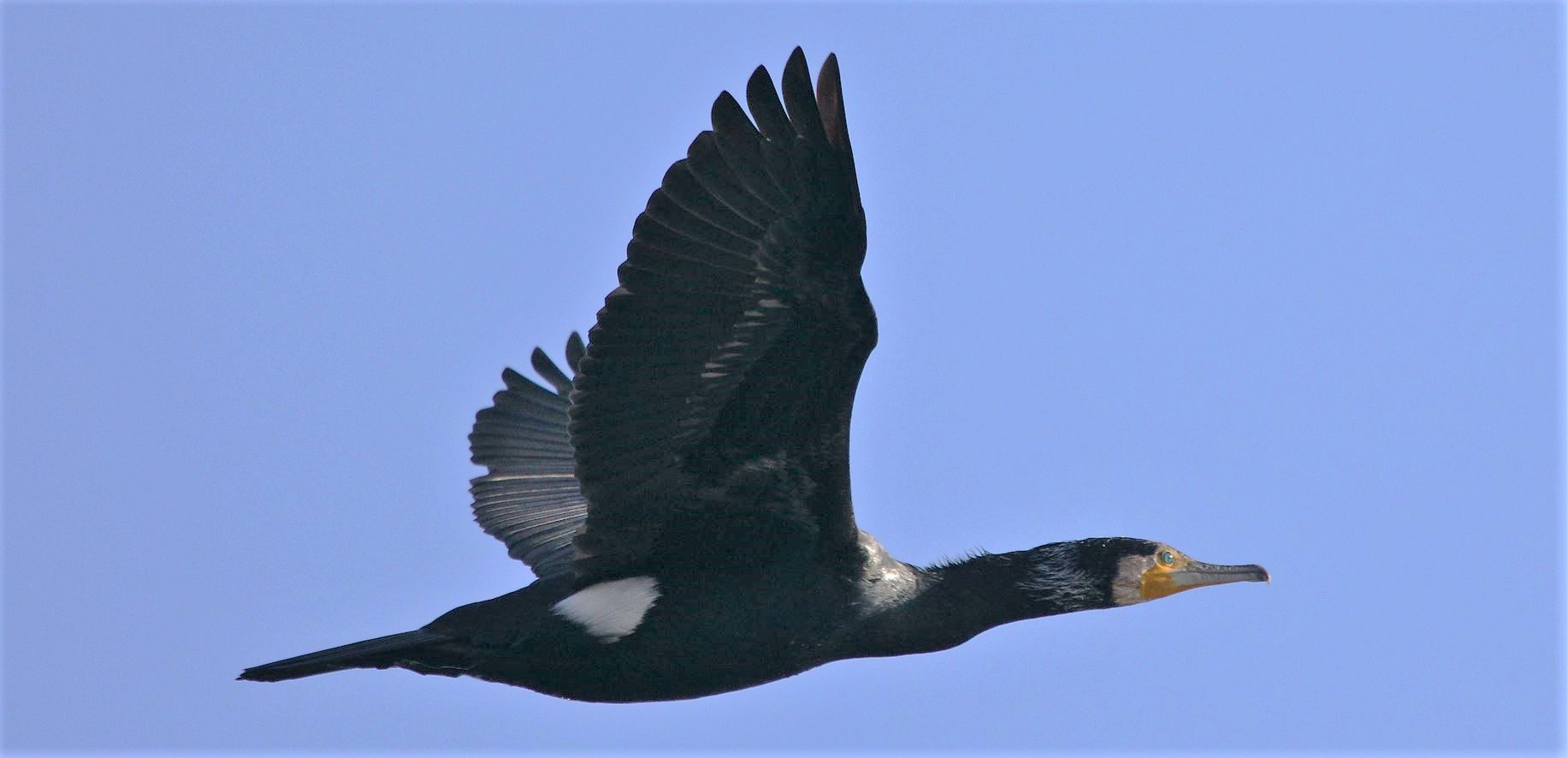 cormorant 31-01-2022