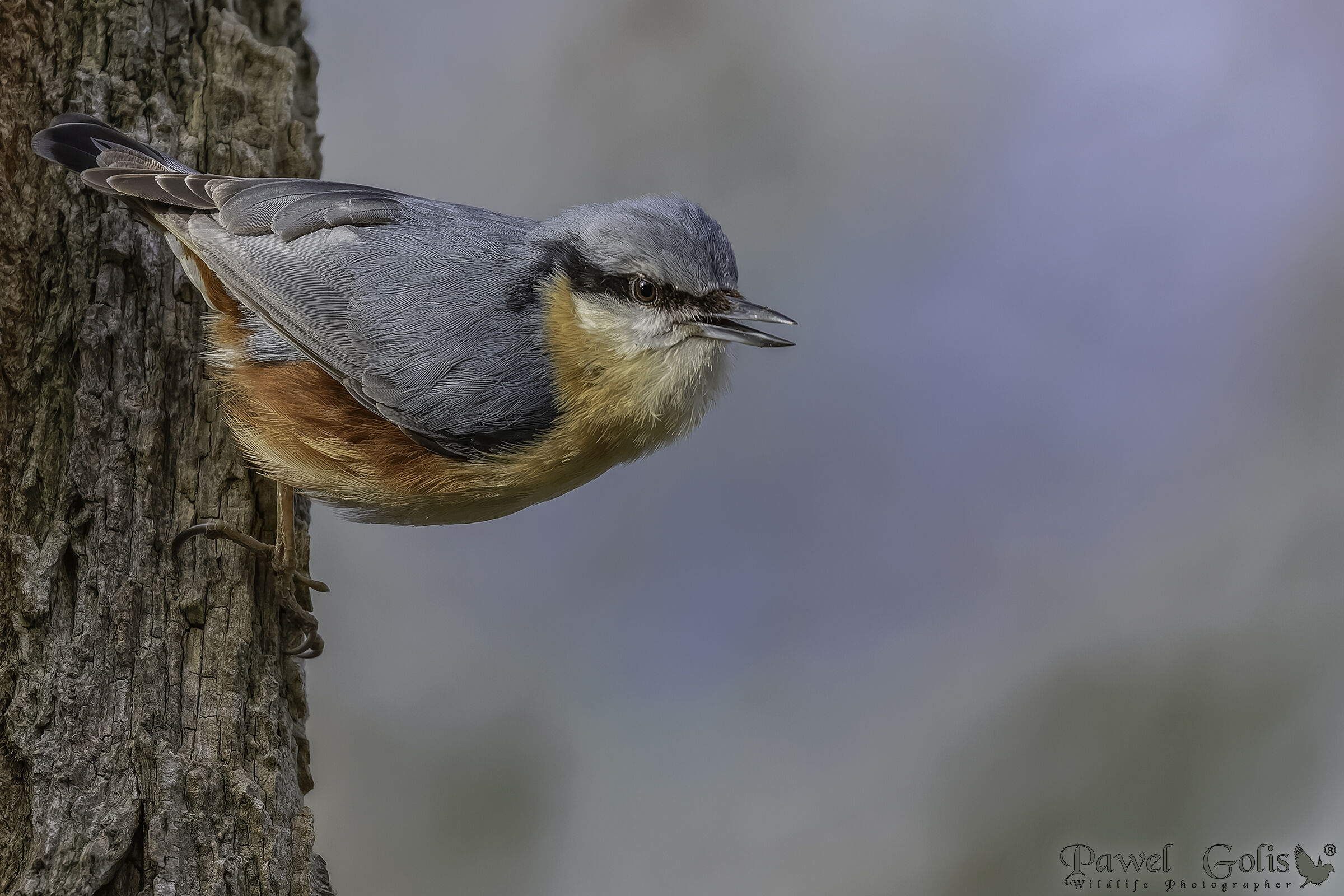Nuthatch (Sitta europaea)