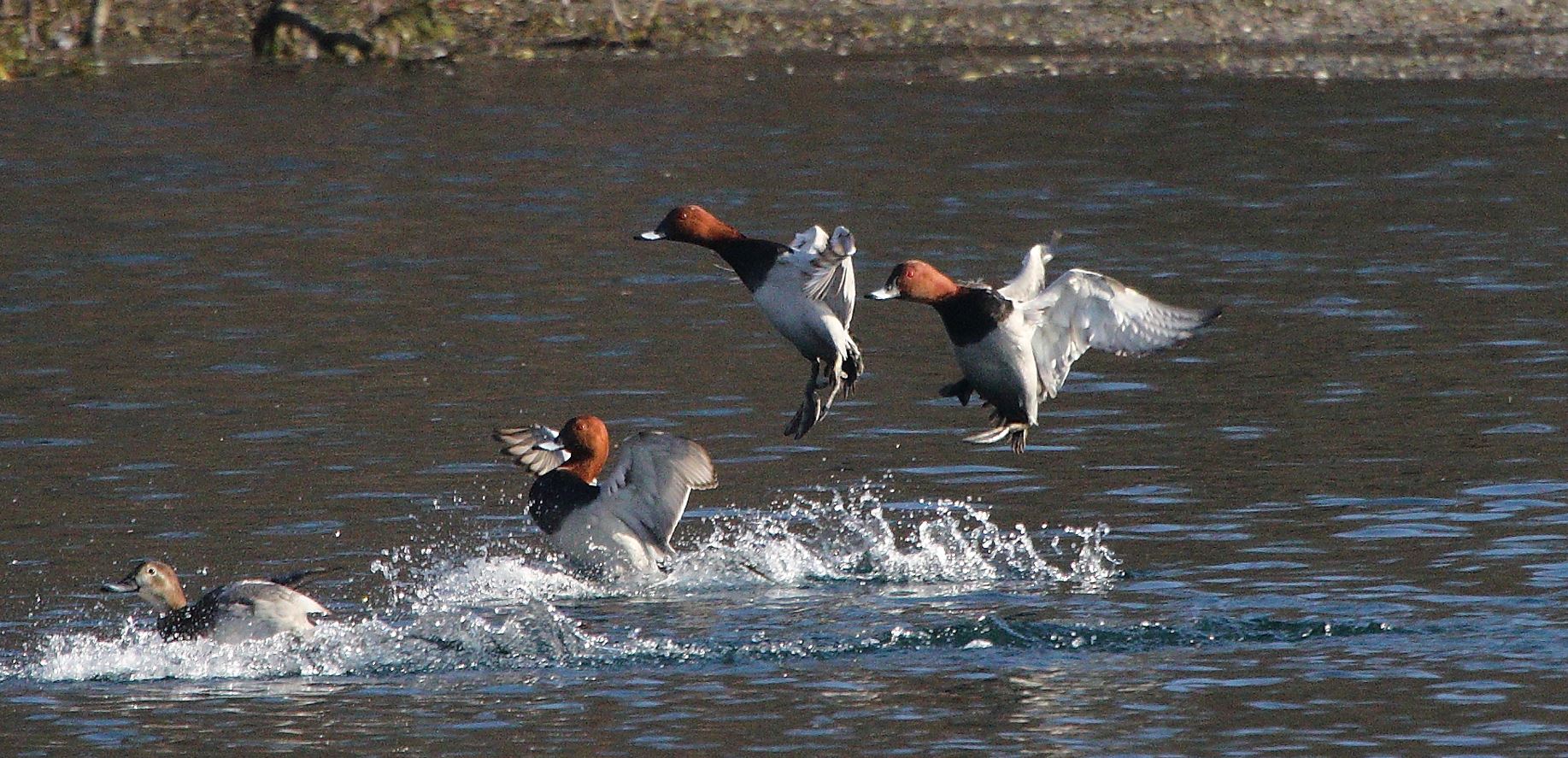 moriglioni in flight 31-01-2022