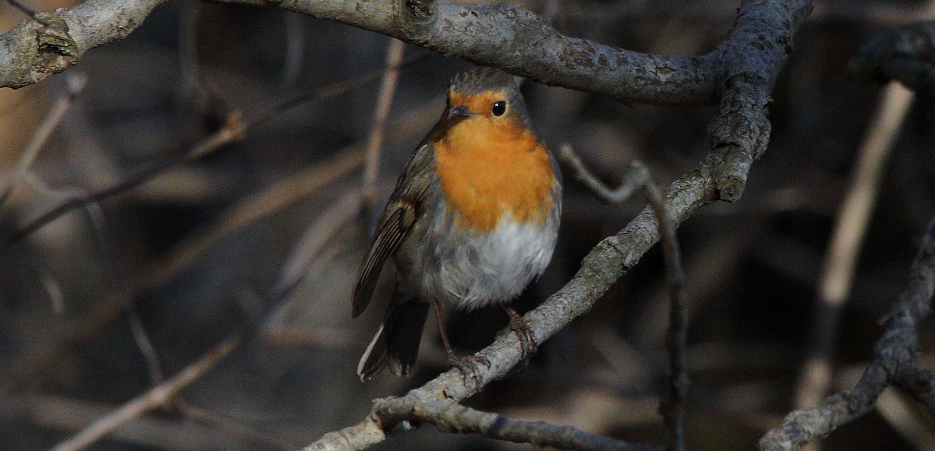 Robin 08-02-2022