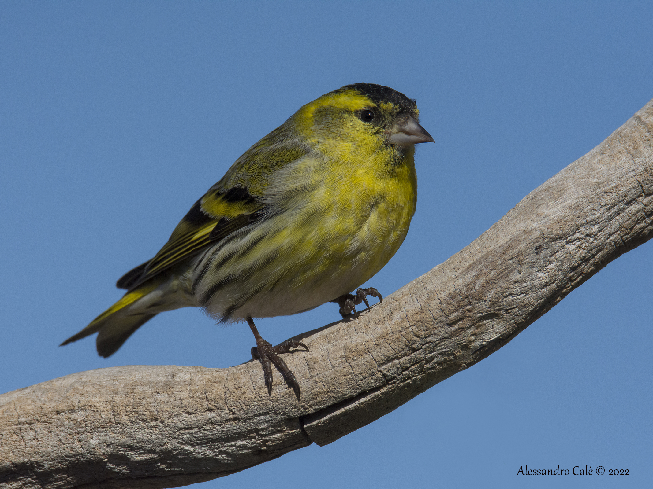 Carduelis spinus (Lucherino) 7864
