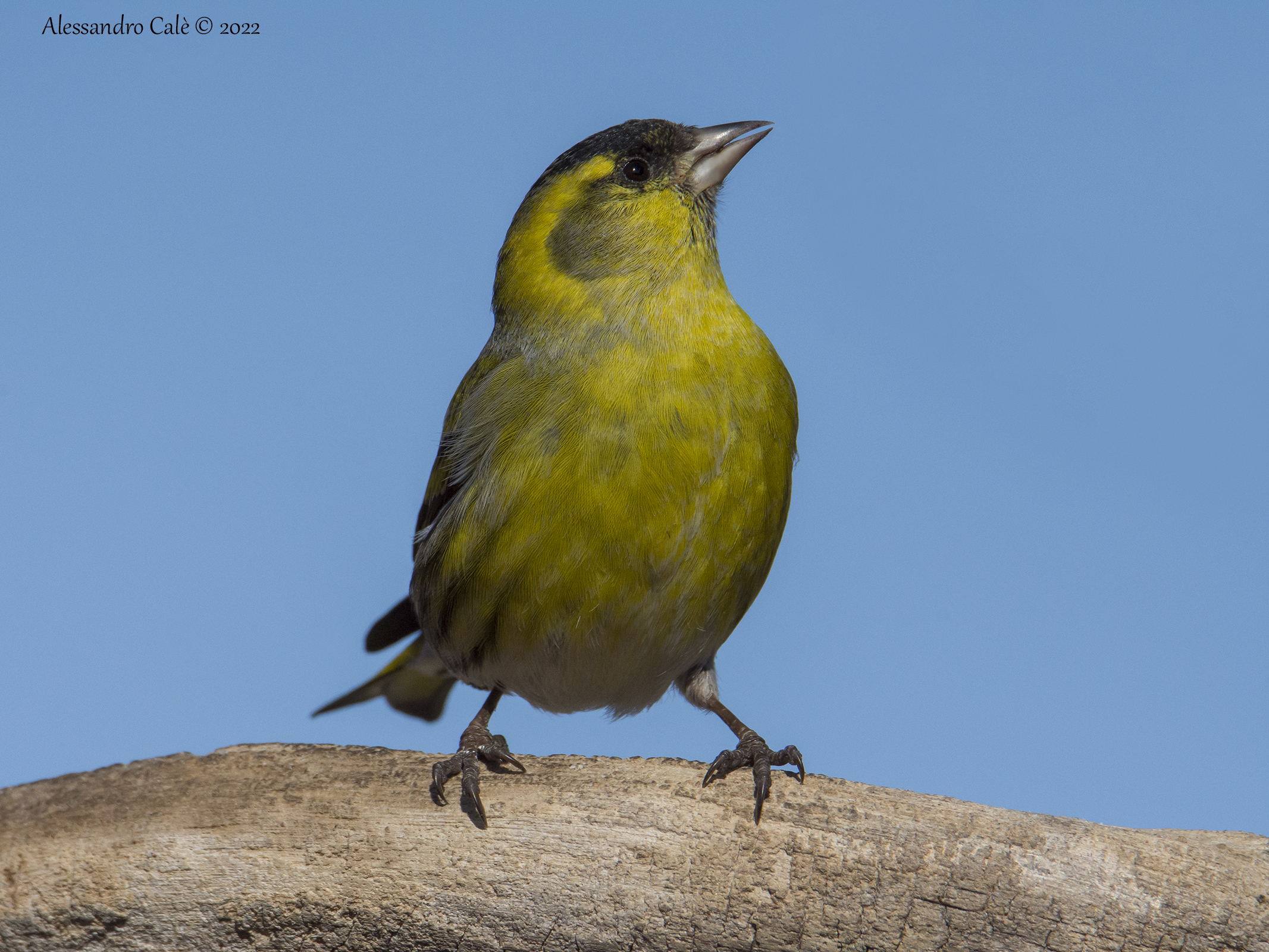 Carduelis spinus (Lucherino) 7886