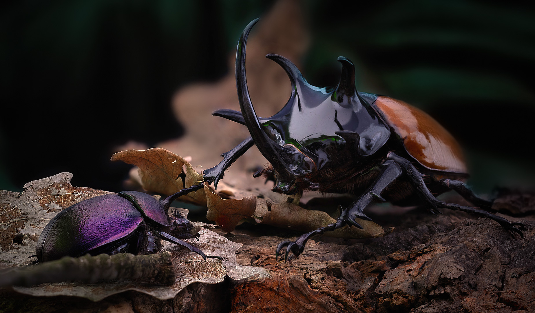 Eupatorus gracilicornis