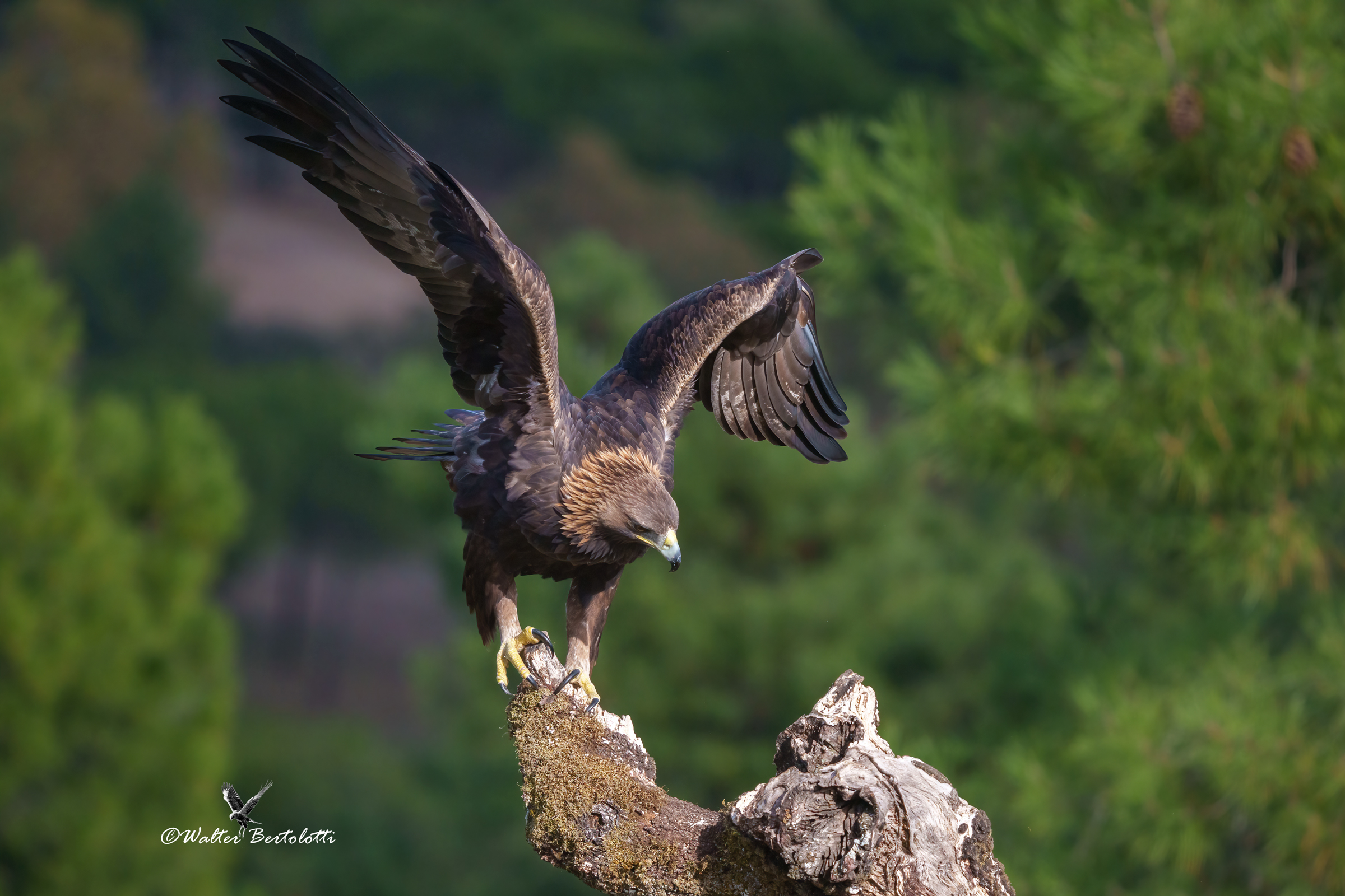 la regina e l'equilibrio