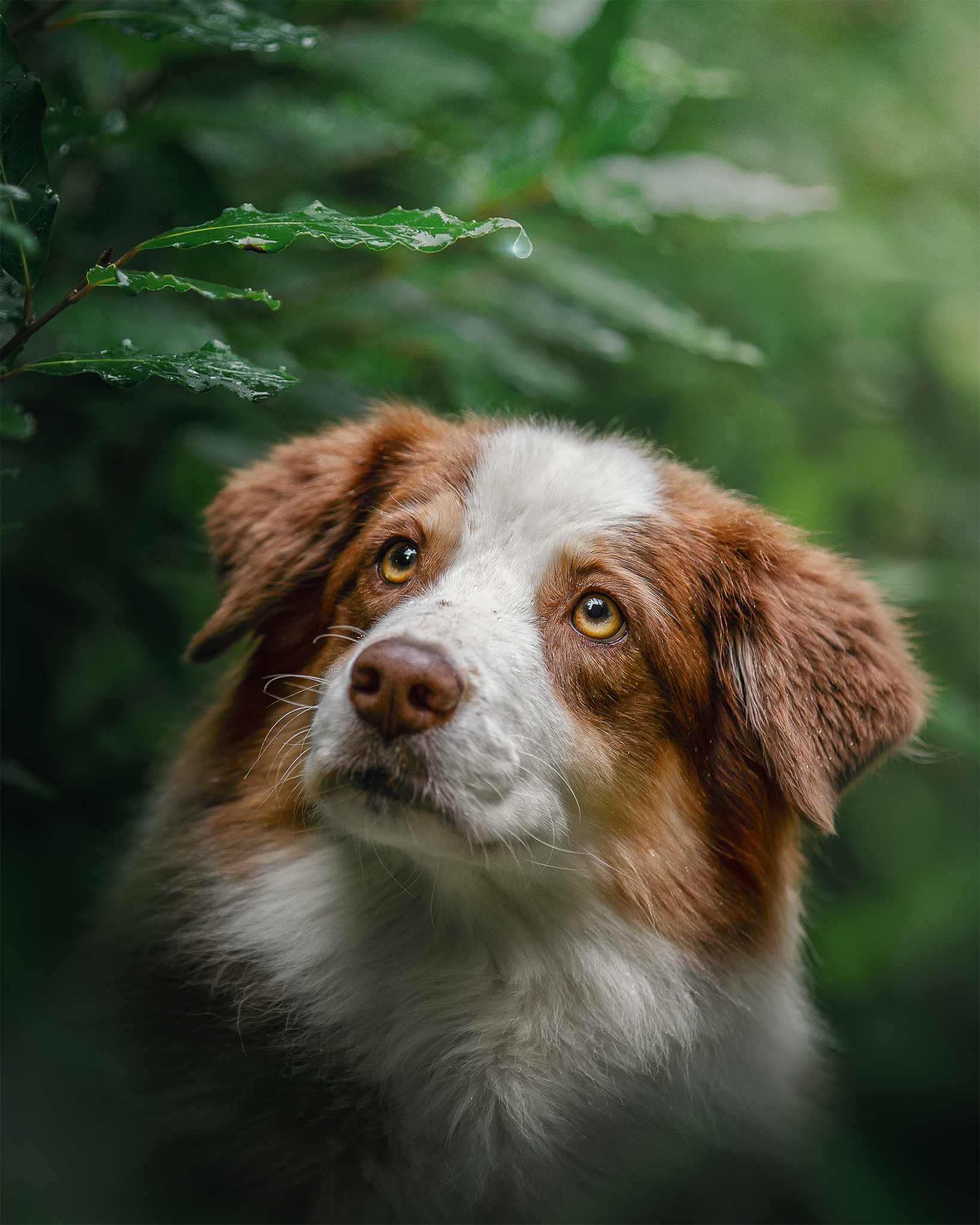 Sweet Aussie