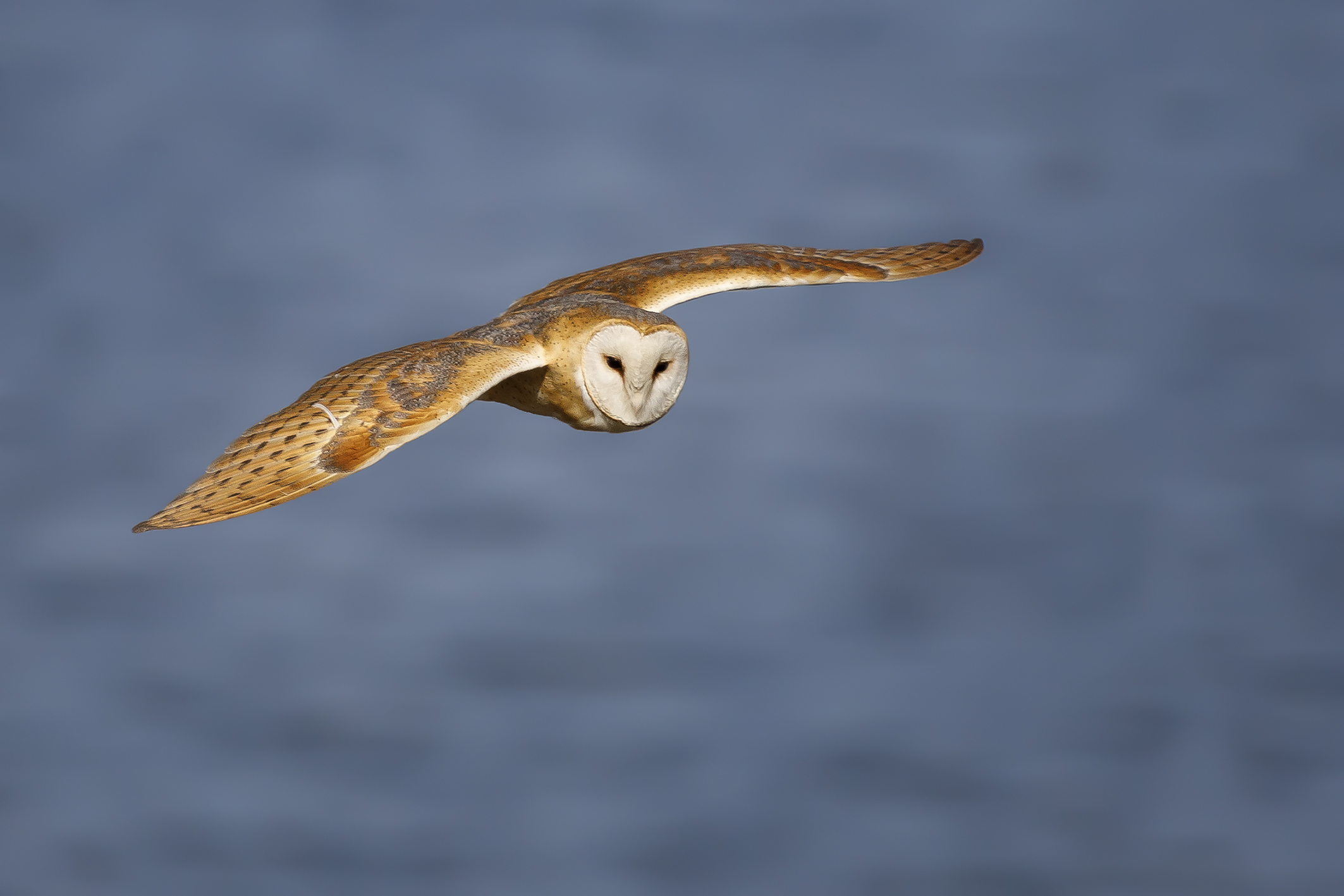 Barn owl