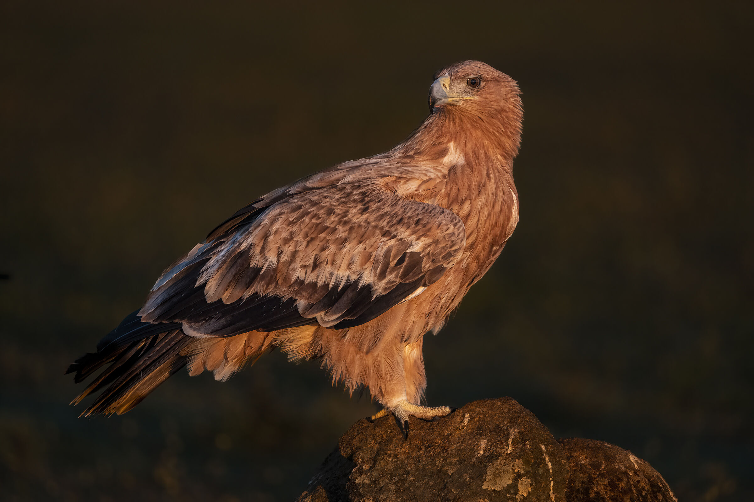 aquila imperiale  prime luci