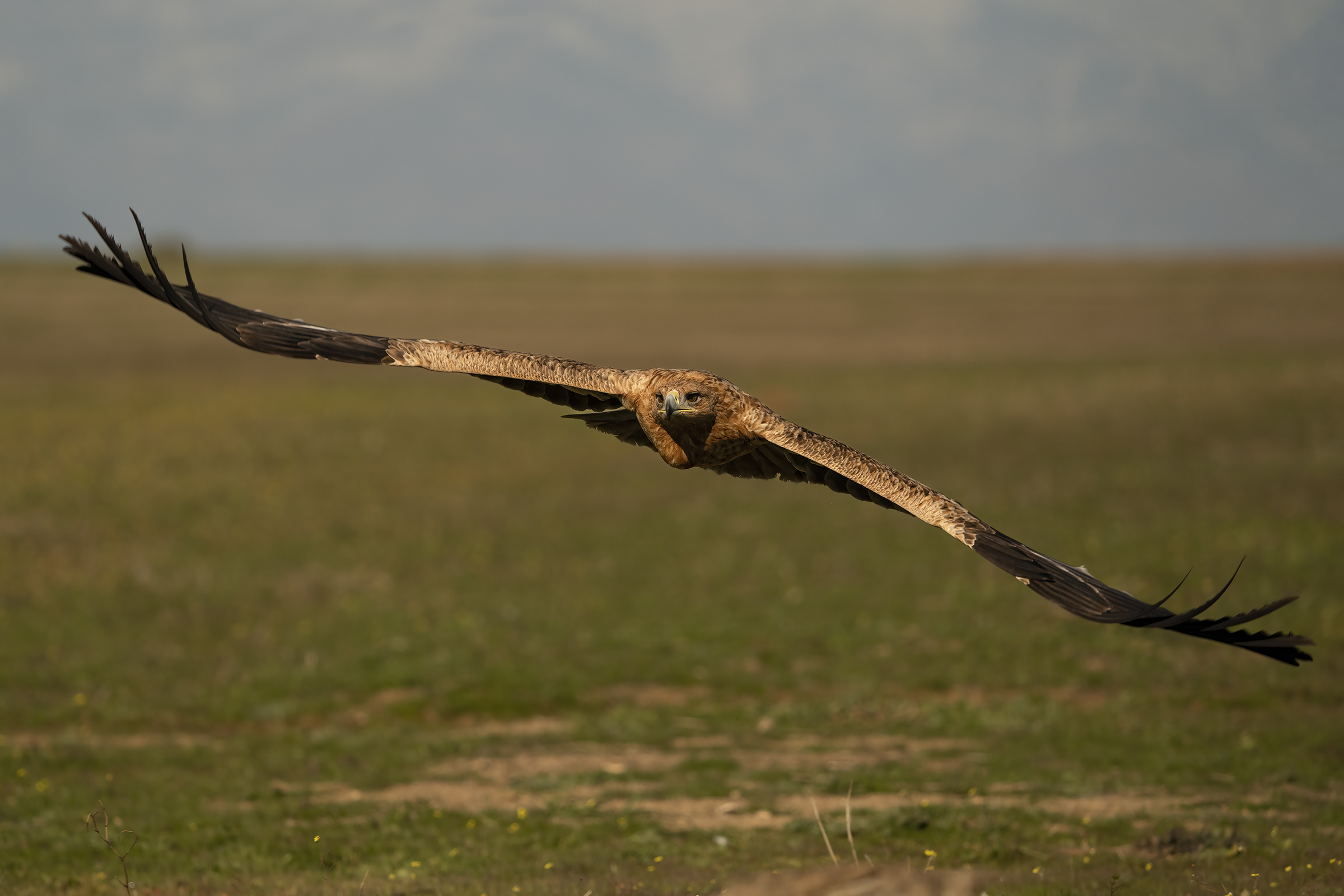 aquila imperiale  volo