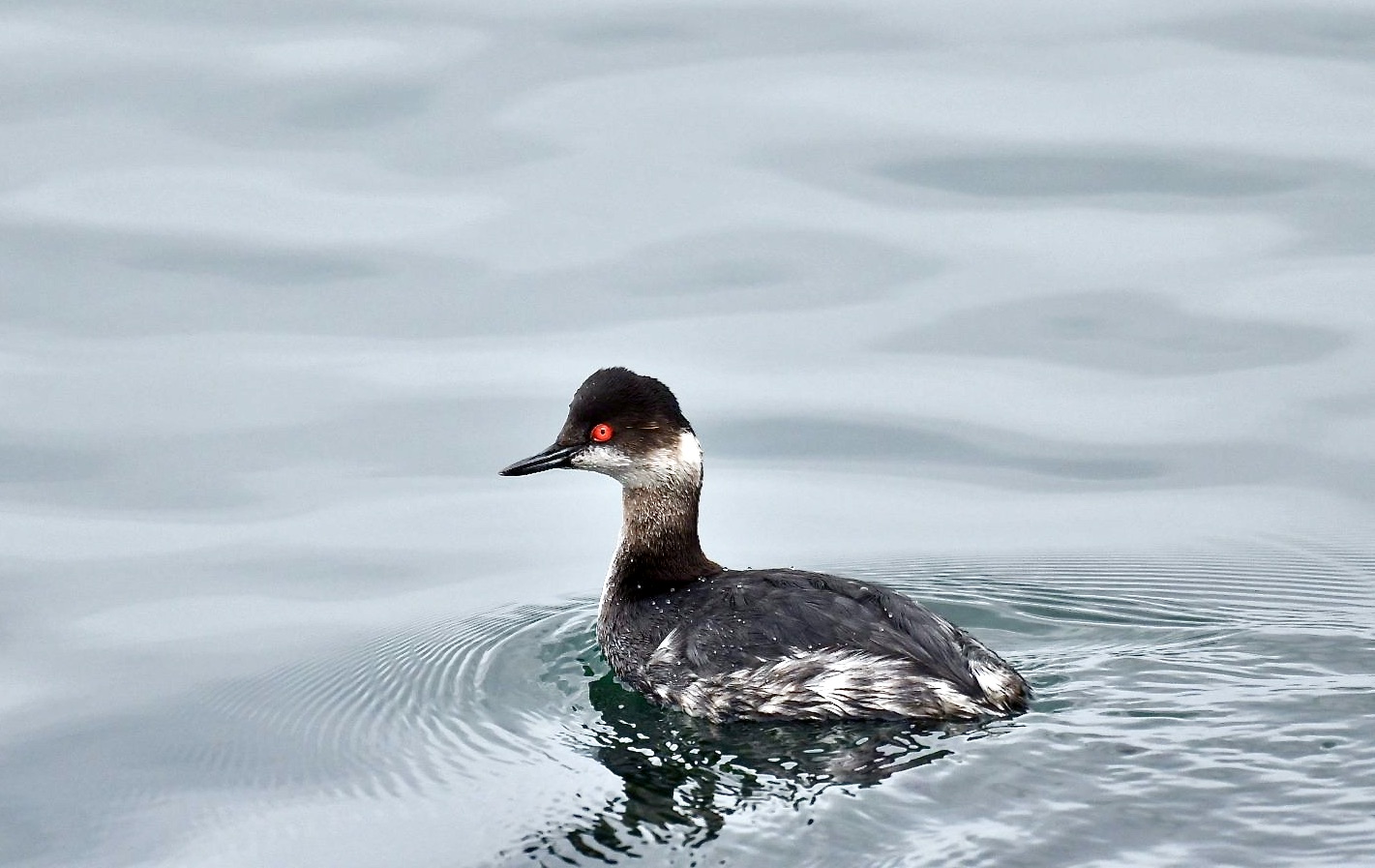 Lesser grebe