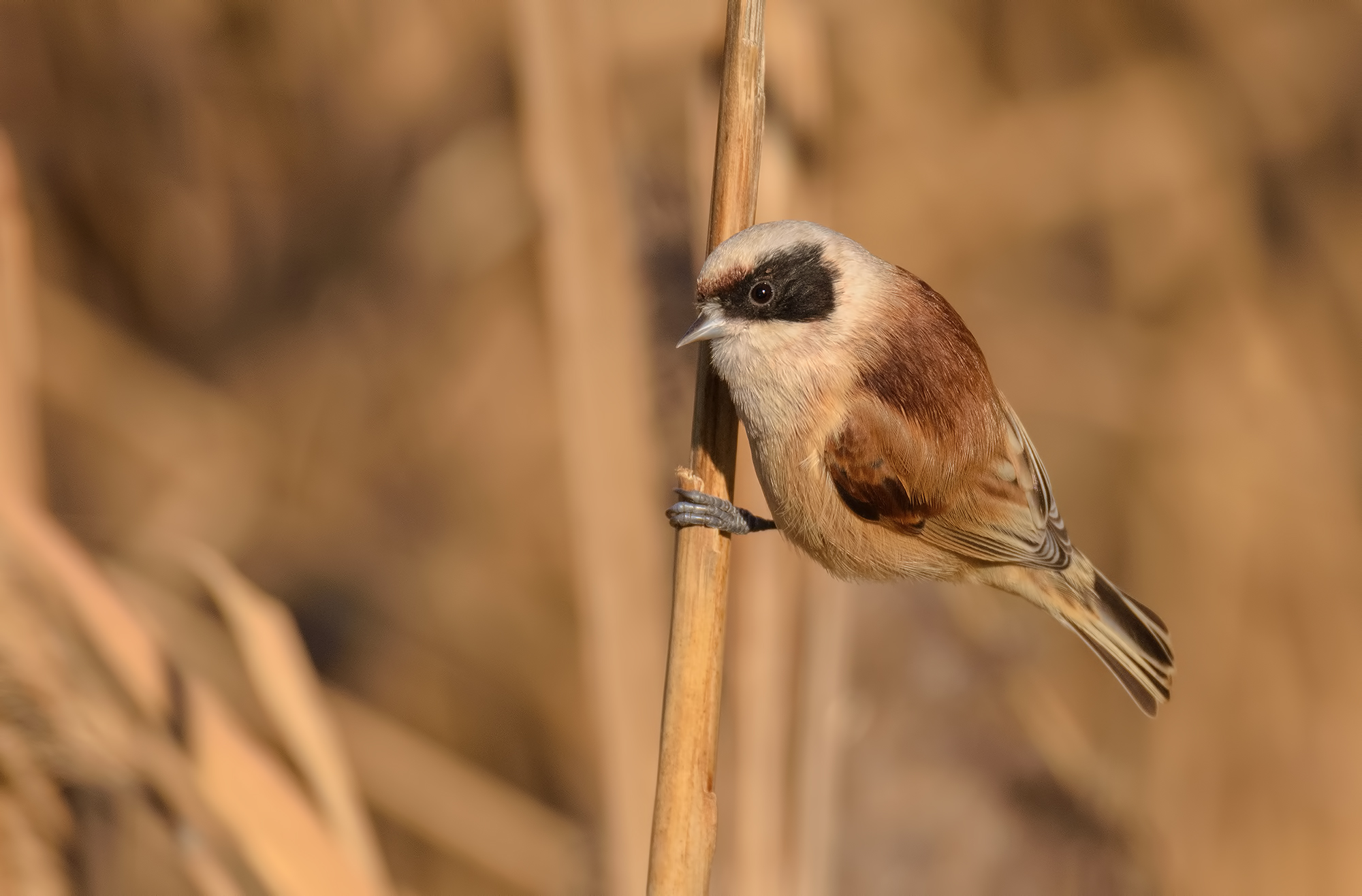 Lago di Porta- Pendolino Maschio