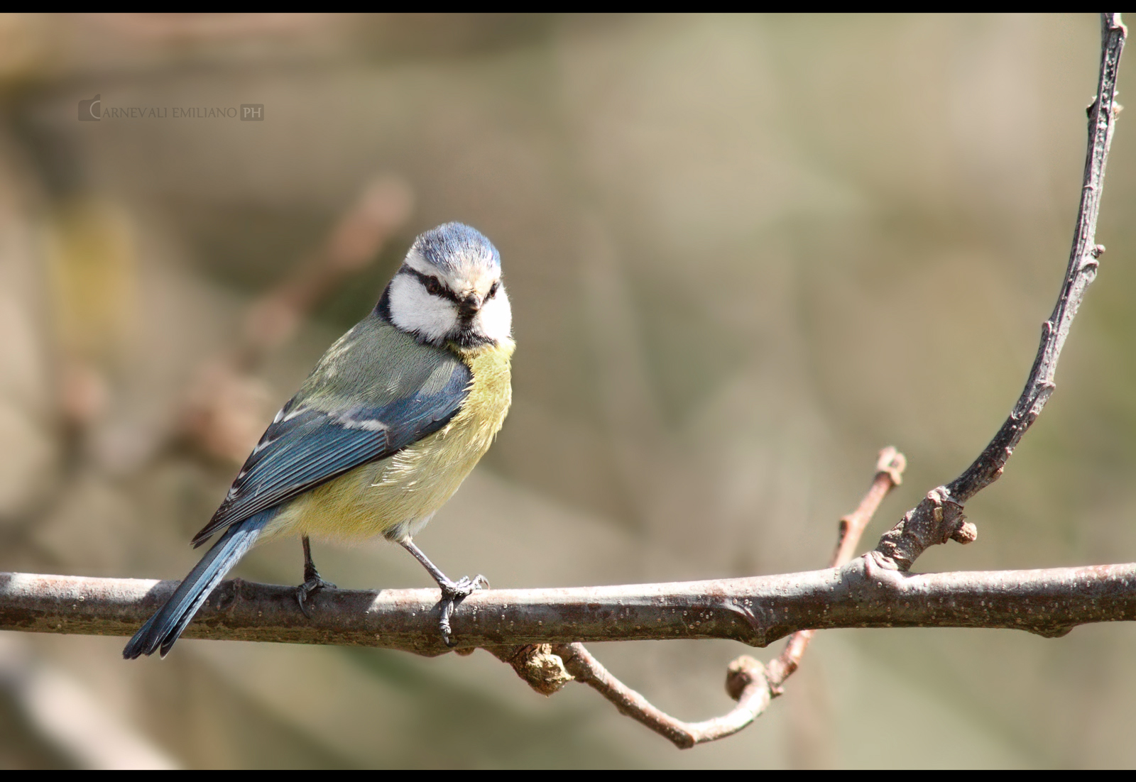 Blue Tit
