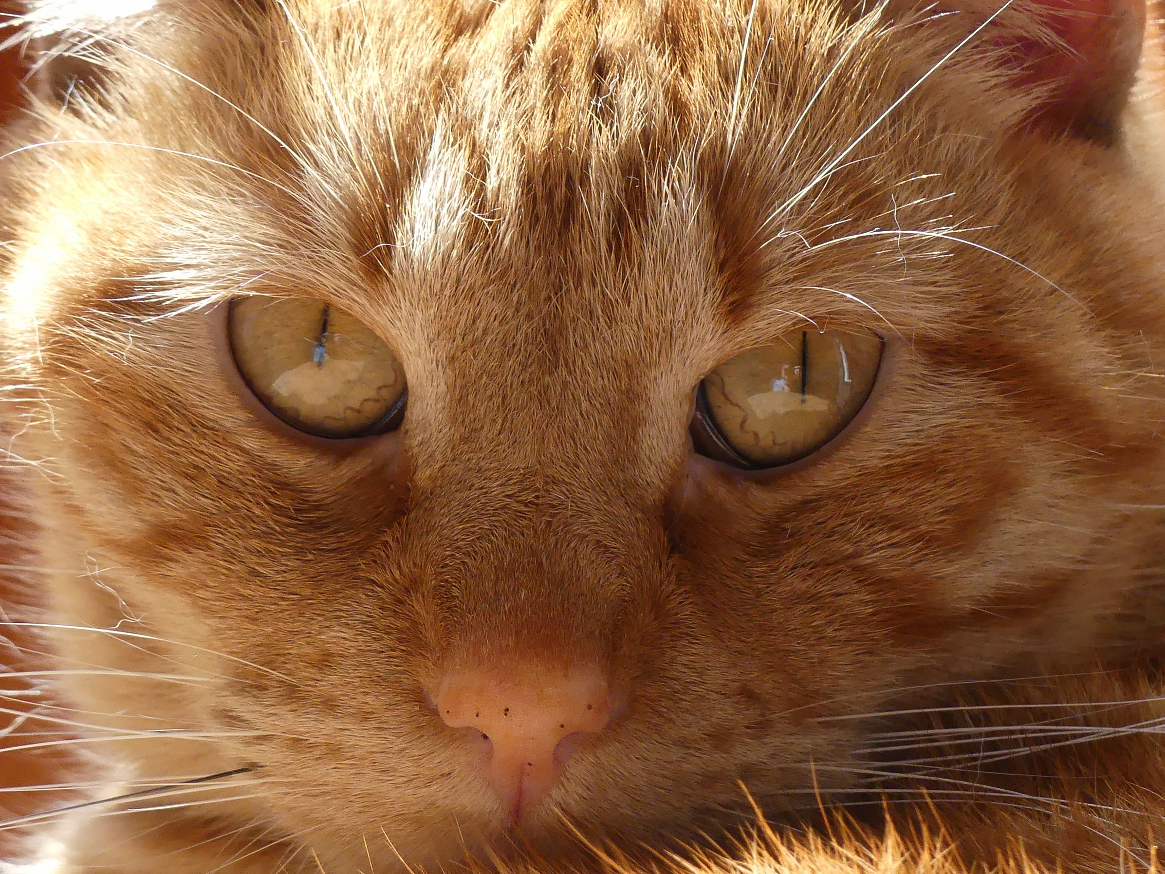 Romeo