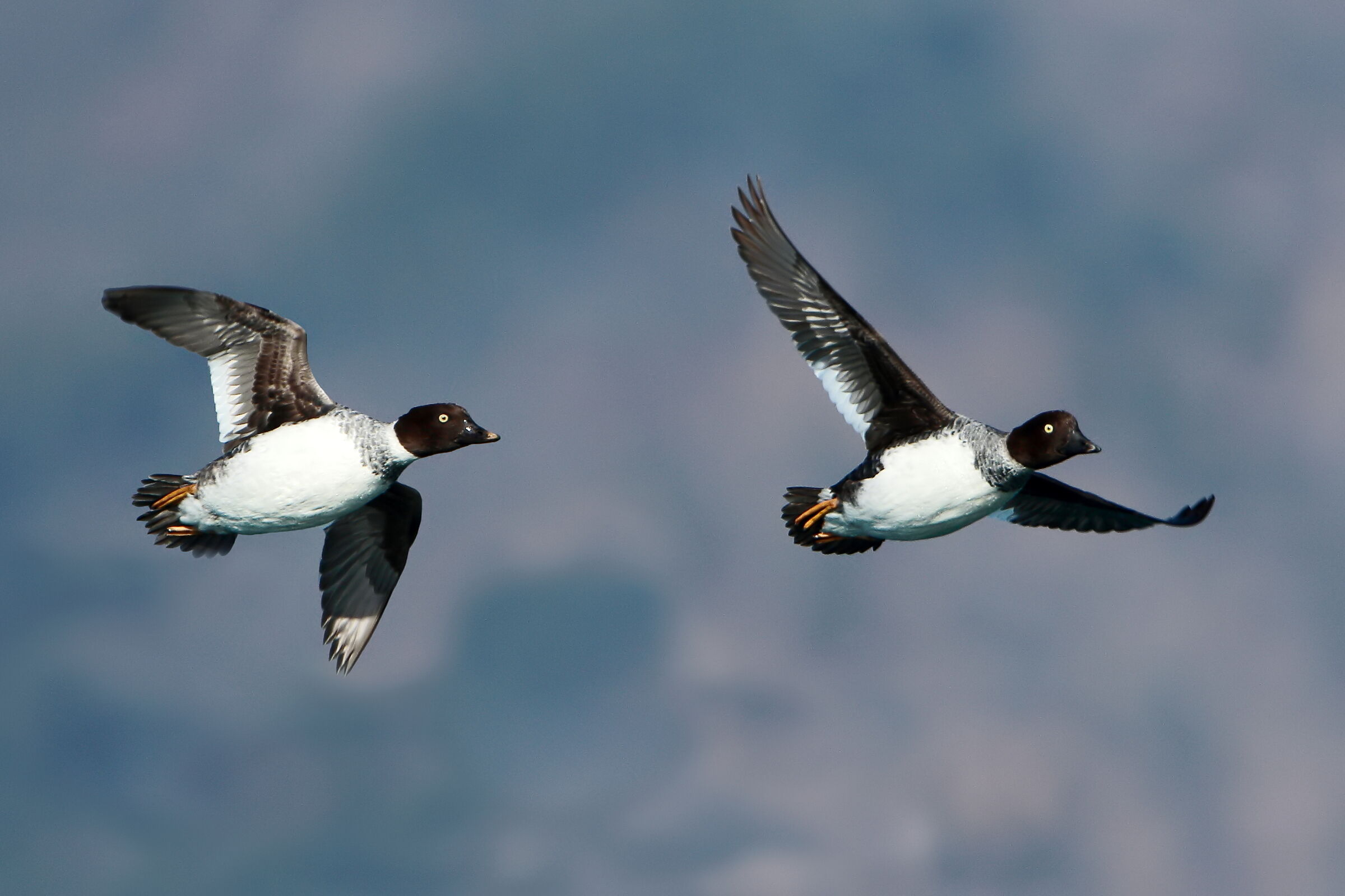 Girls of Quattrocchi.