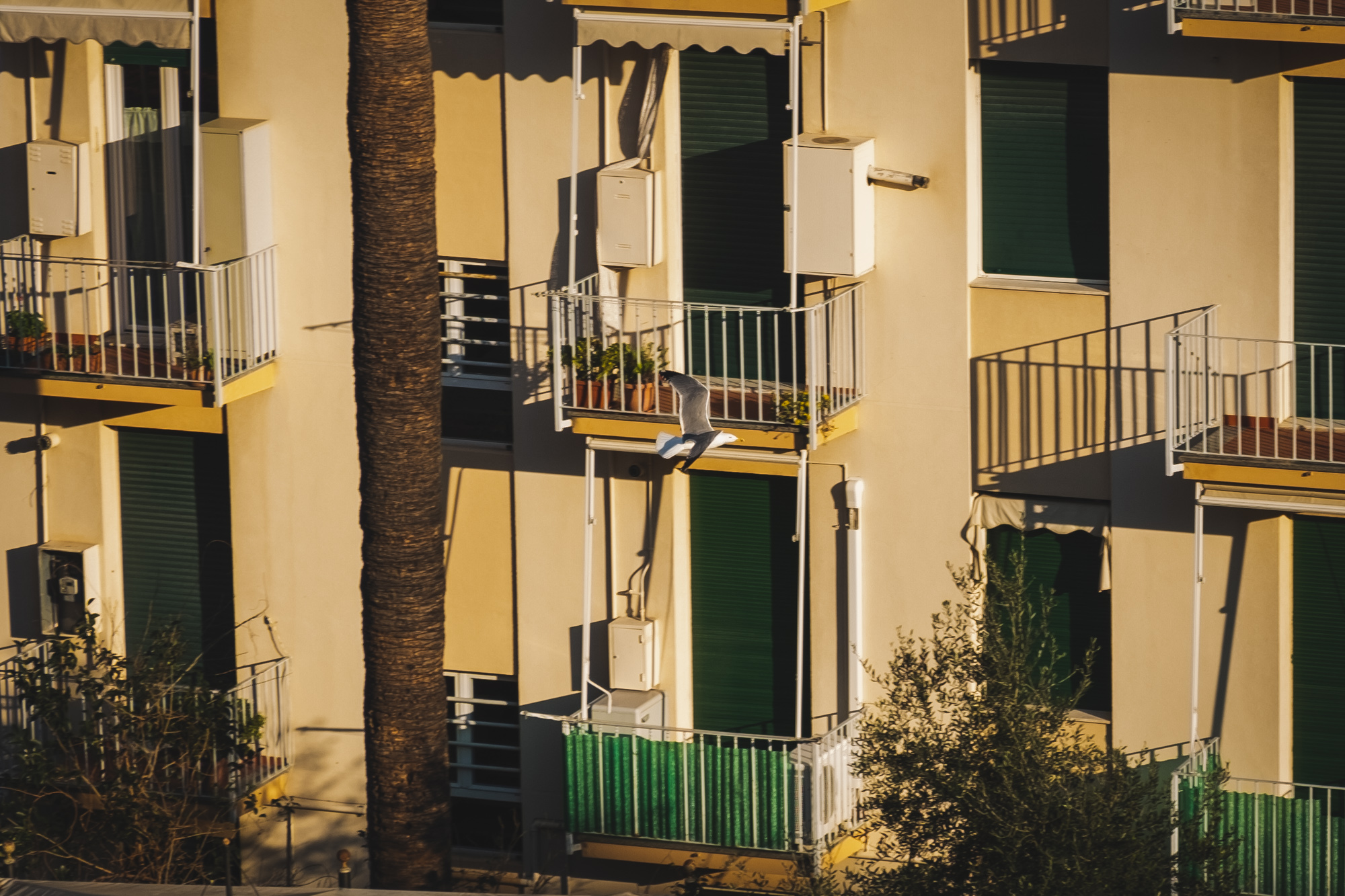 The flight of the seagull 1